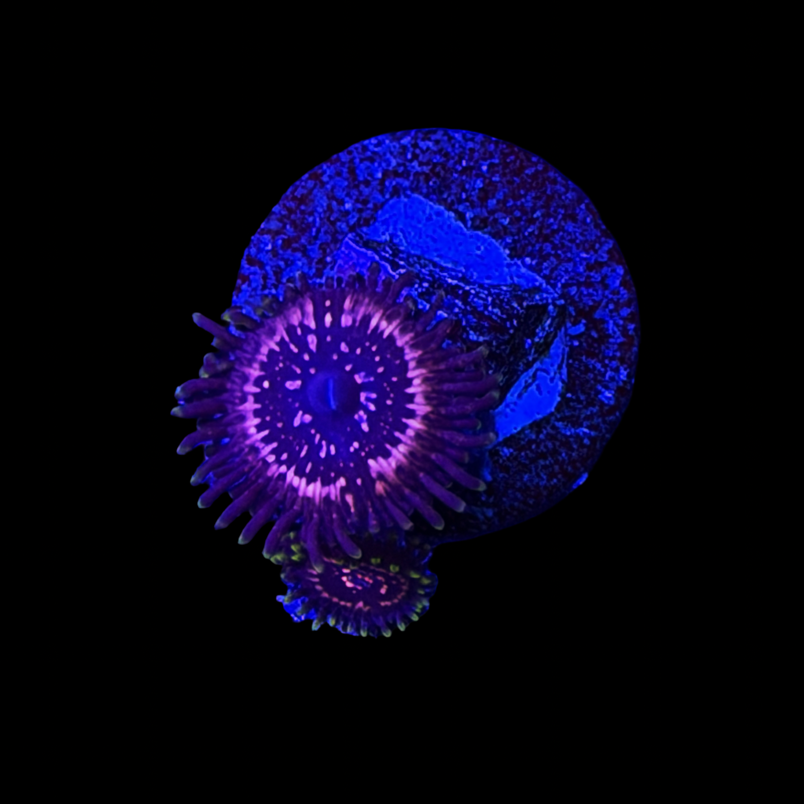 WWC Taser Zoa
