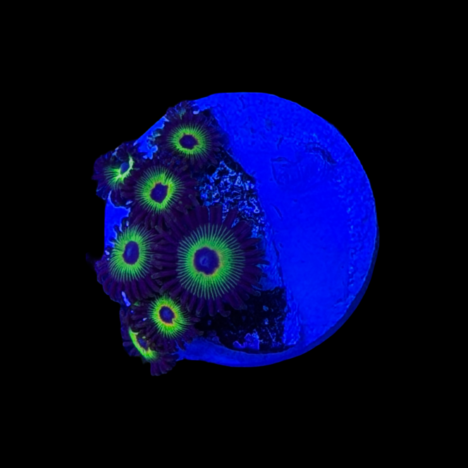 WWC Bob Marley Zoa