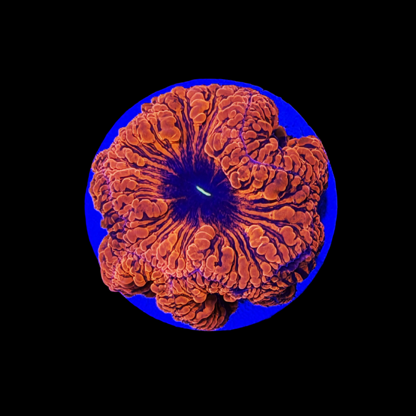 Ultra Aussie Fire Blasto Large Polyps