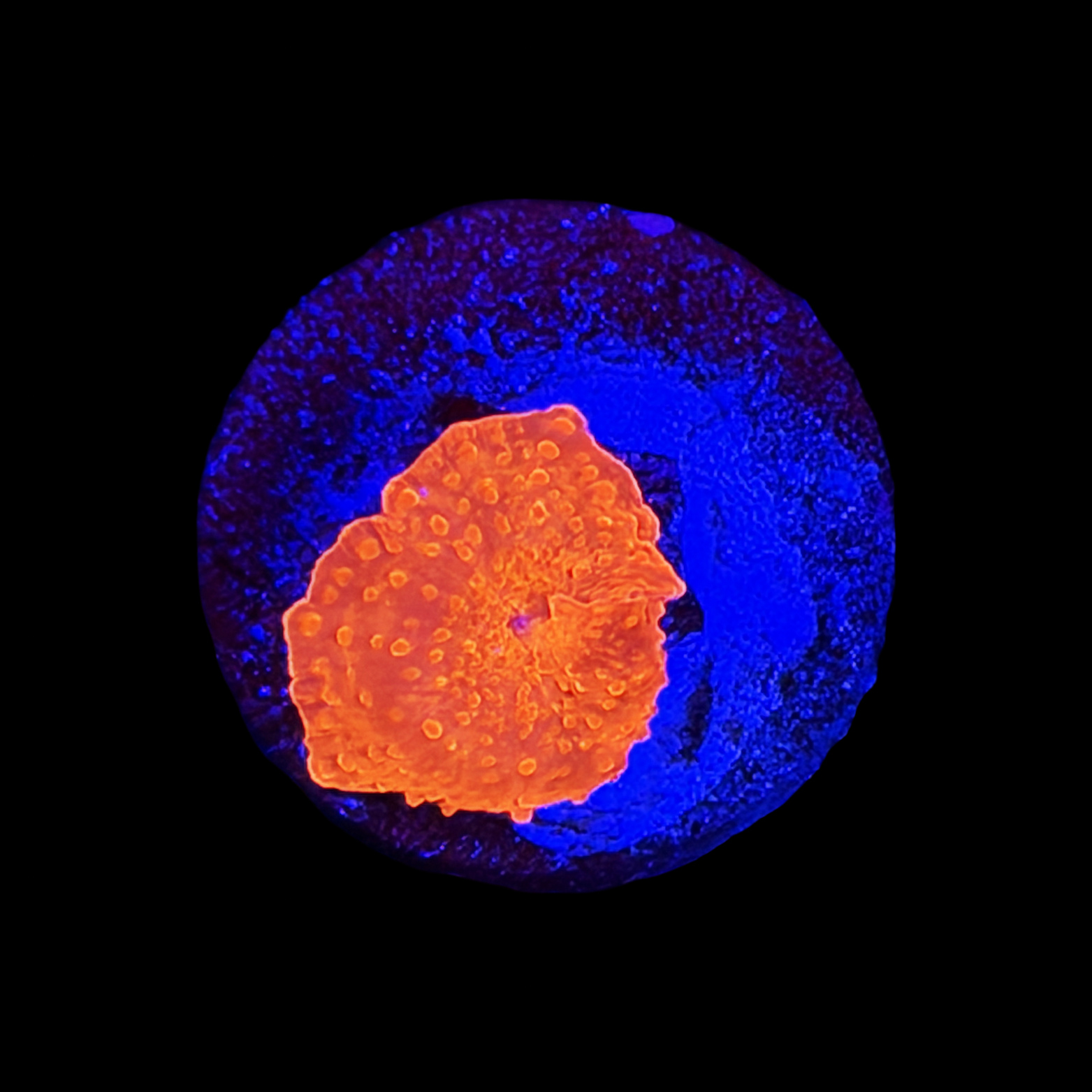Orange Jawbreaker Mushroom large plug