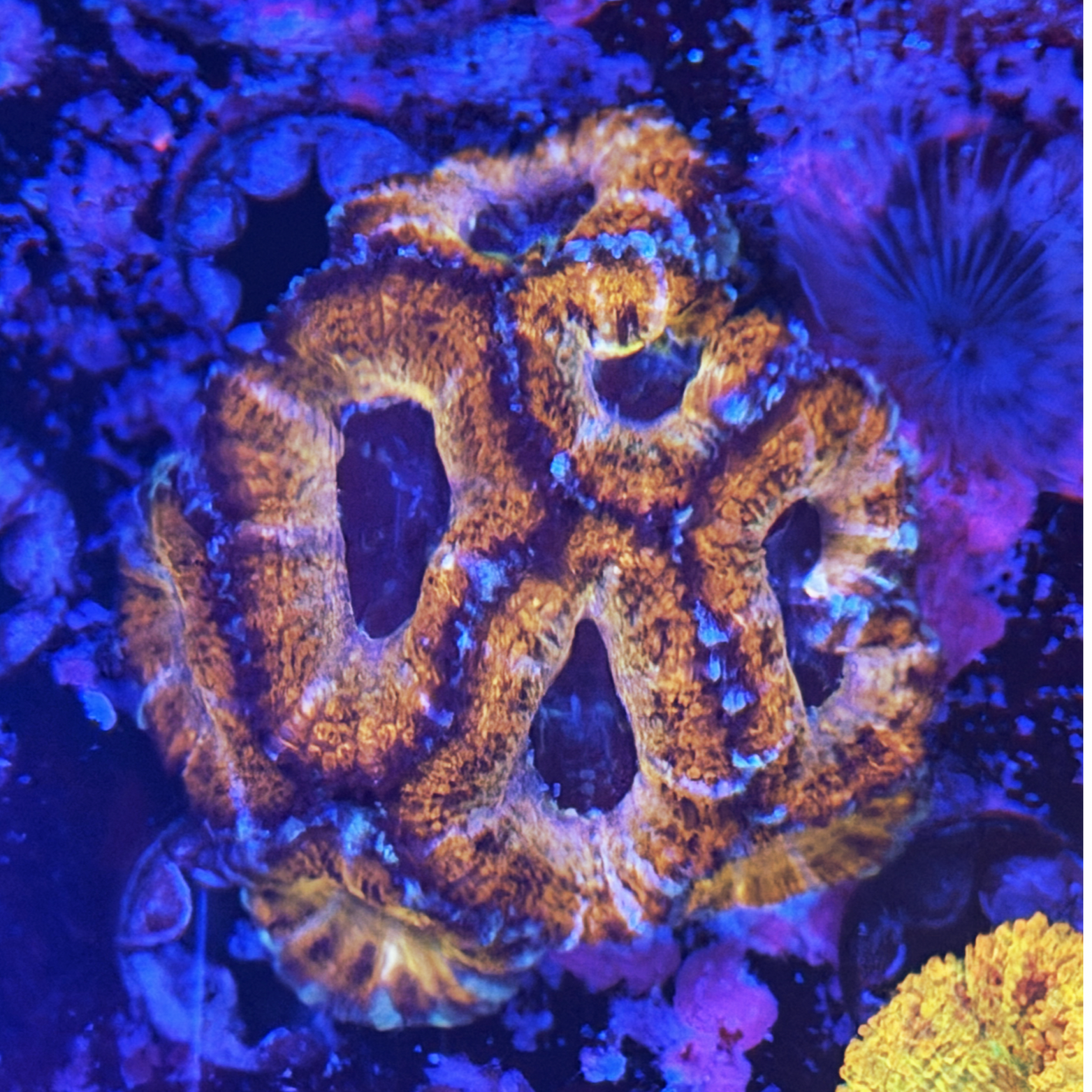 Golden Dragon Acan