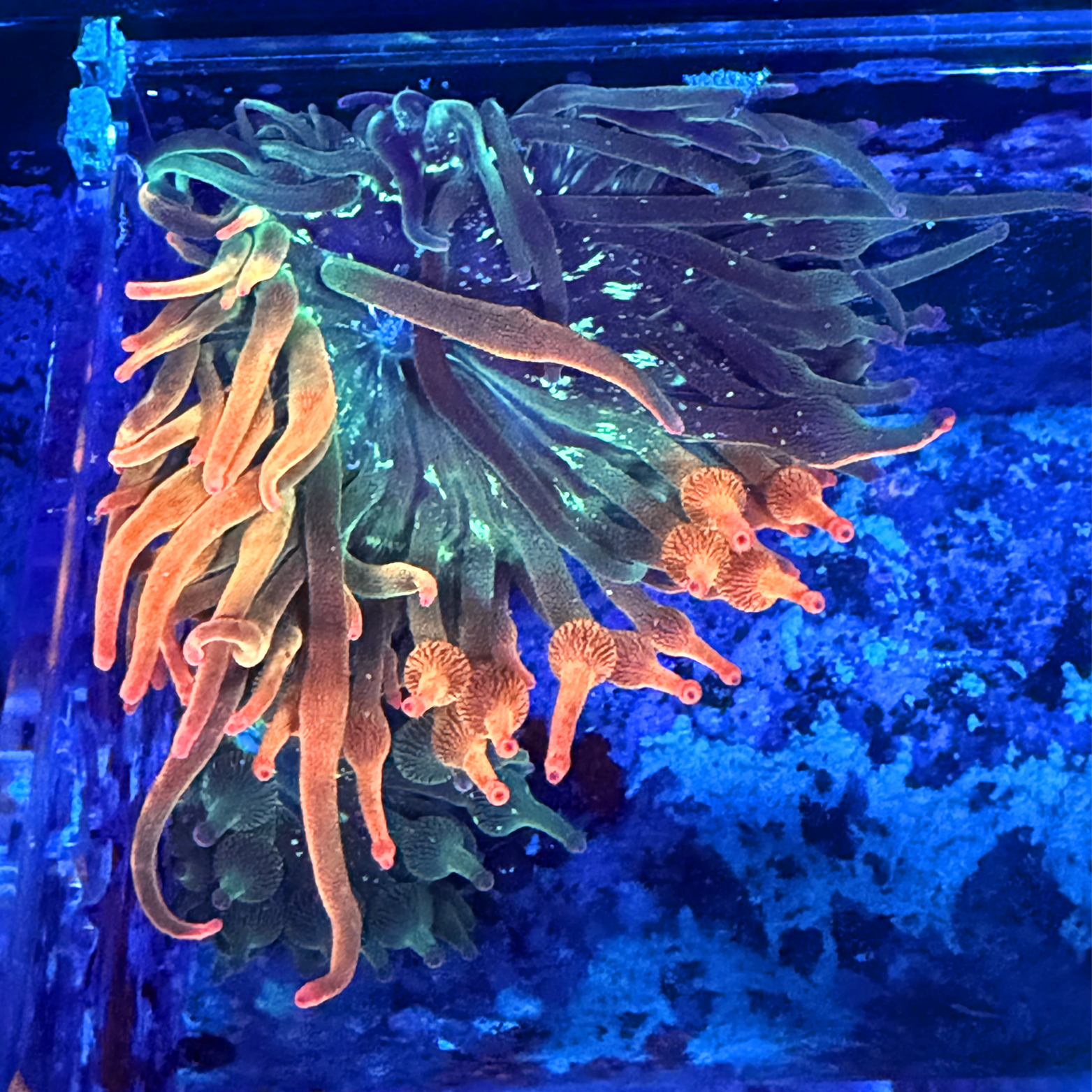 ECC Nexus Burst Bubble Tip Anemone