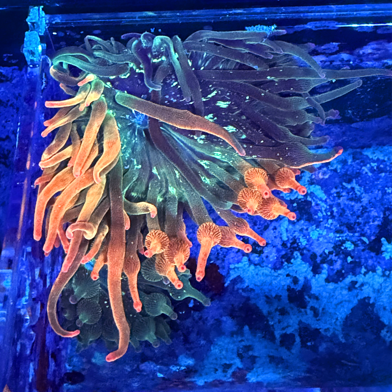 ECC Nexus Burst Bubble Tip Anemone