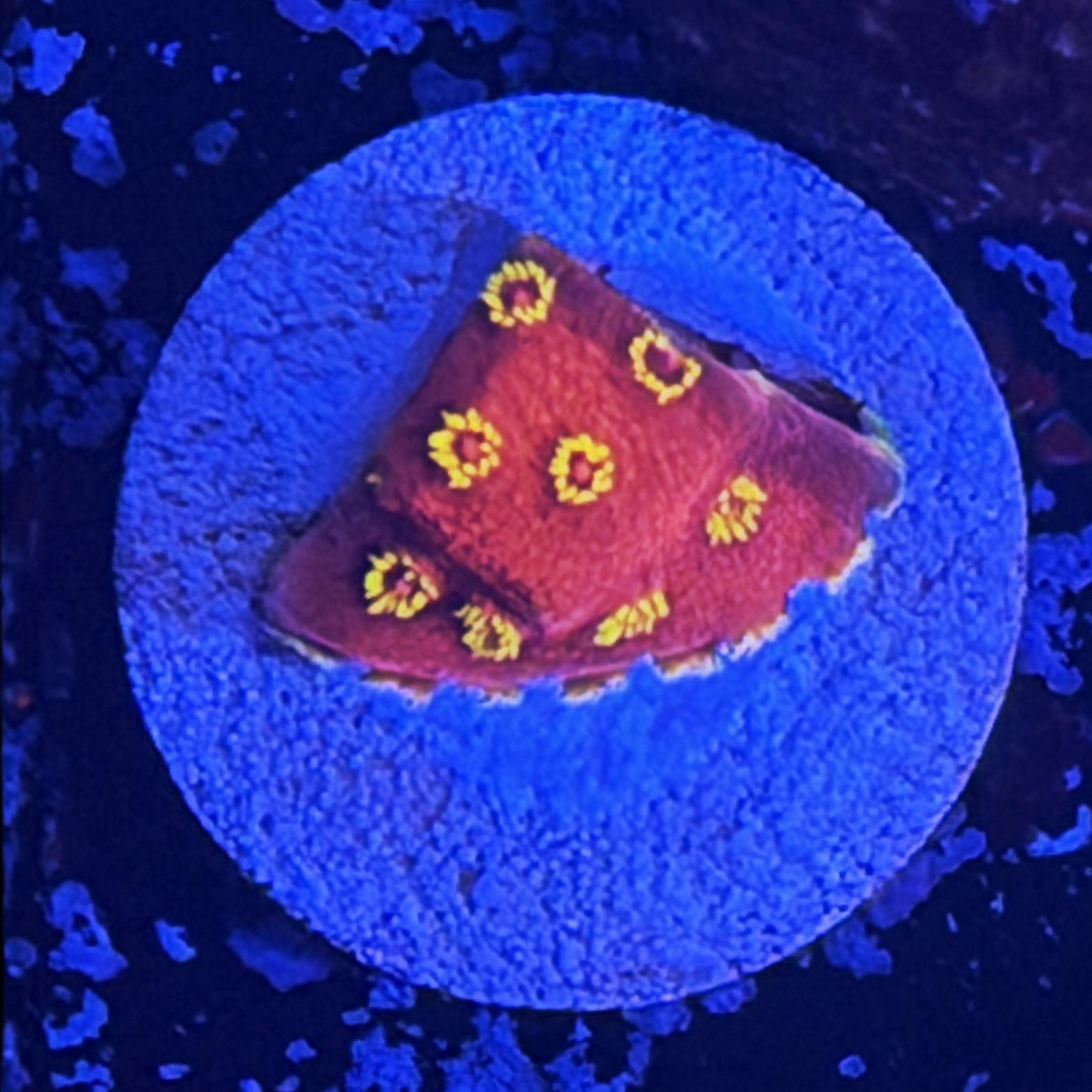 ECC Pyro Blast Cyphastrea