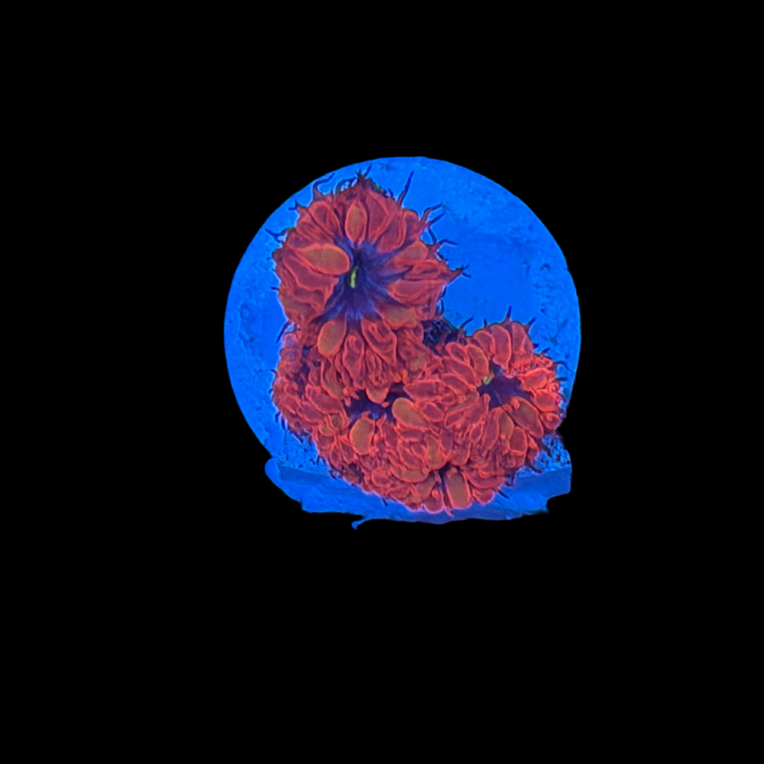 Blue Raven Blasto Merletii large plug