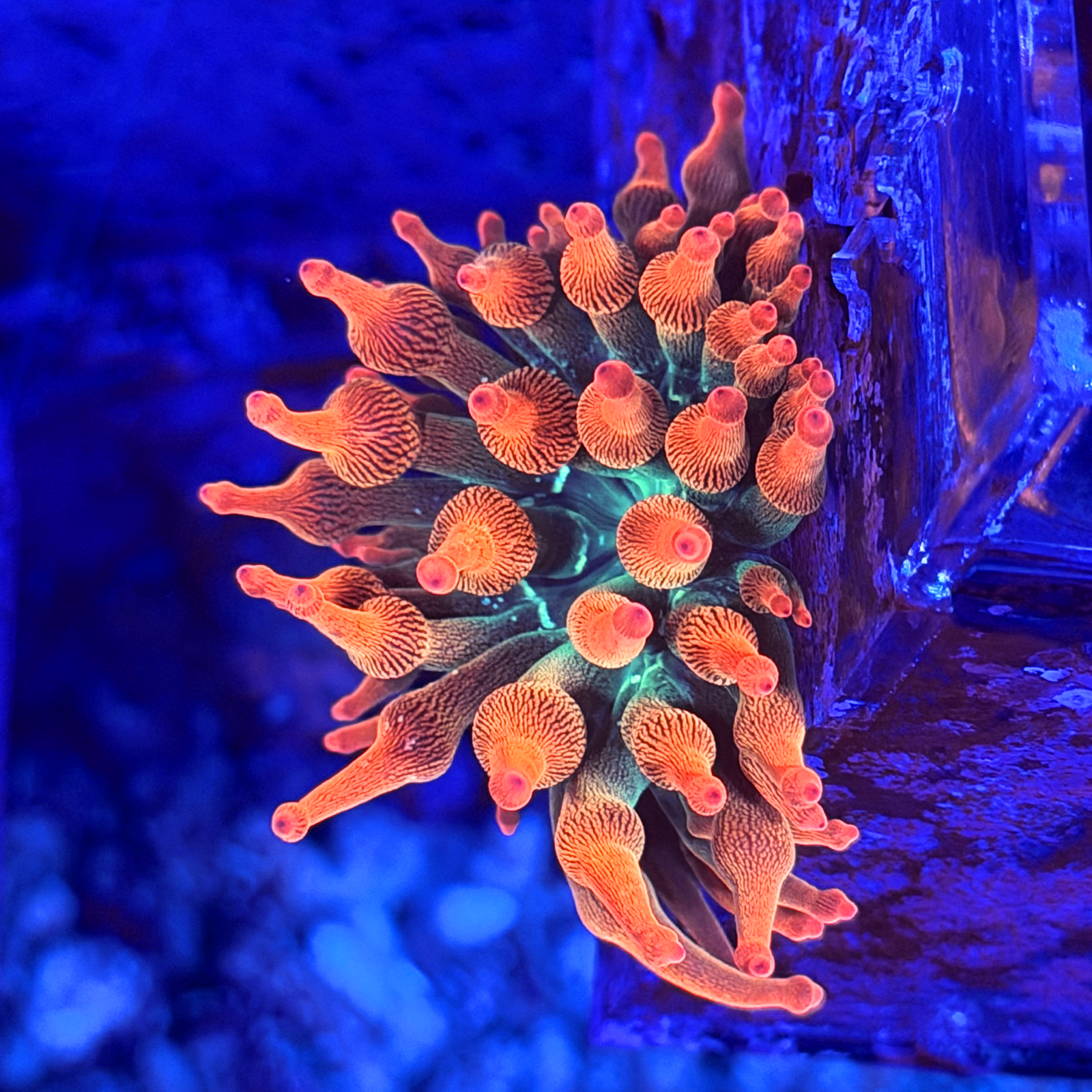 ECC Nexus Blaze Bubble Tip Anemone