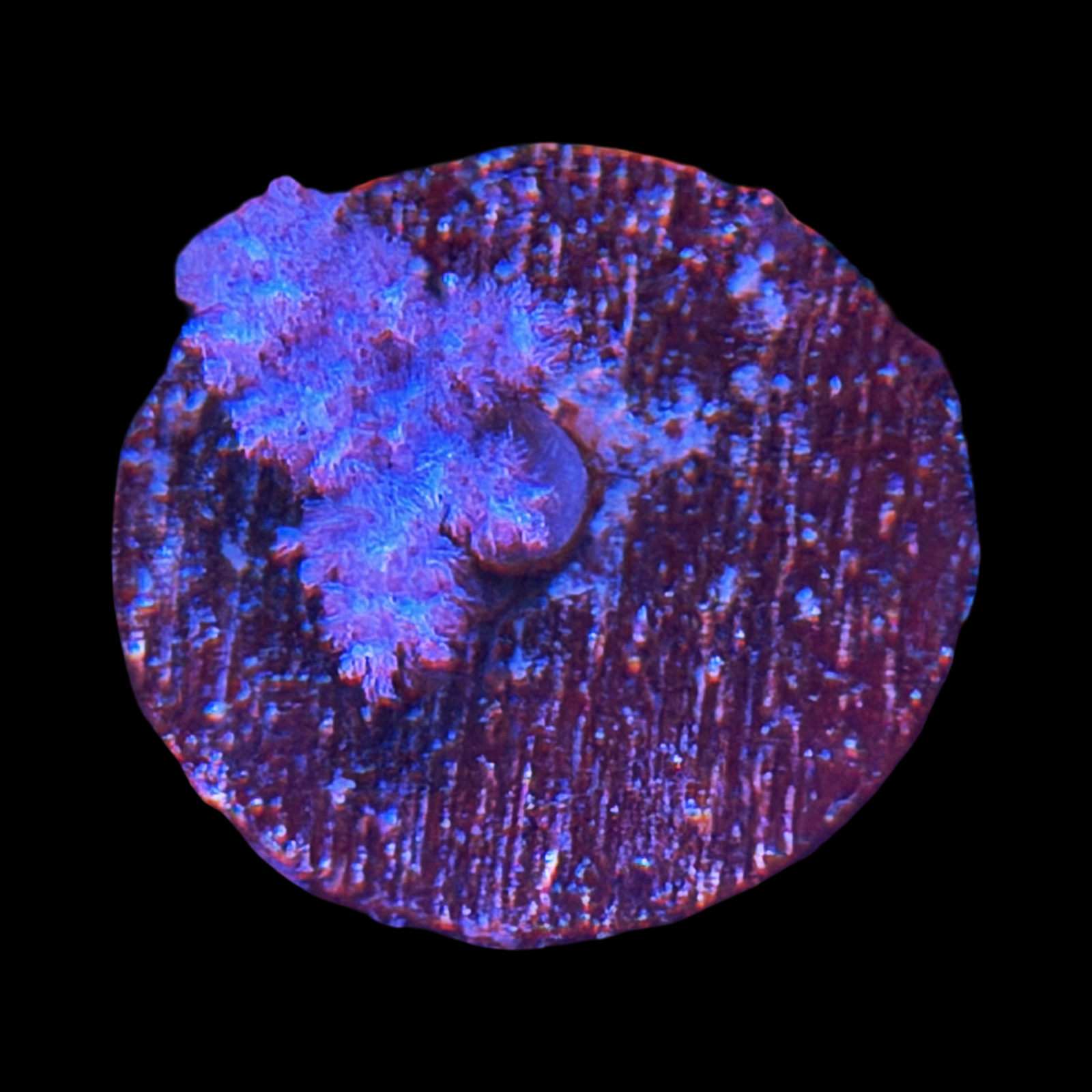 Koji Pink Nephthea on a XL plug