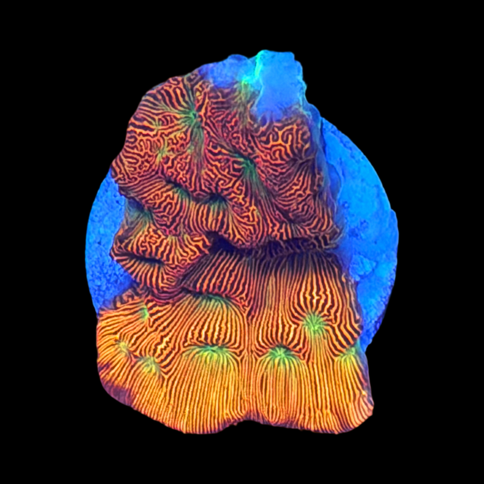 TD Ultra Leptoseris