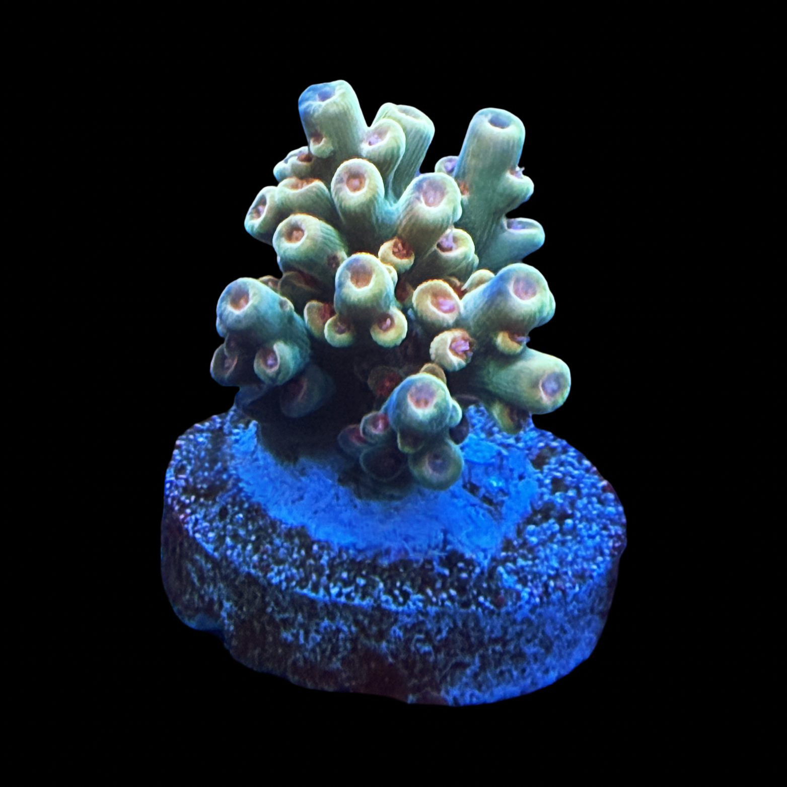 Bk Chem Creme Da La Creme