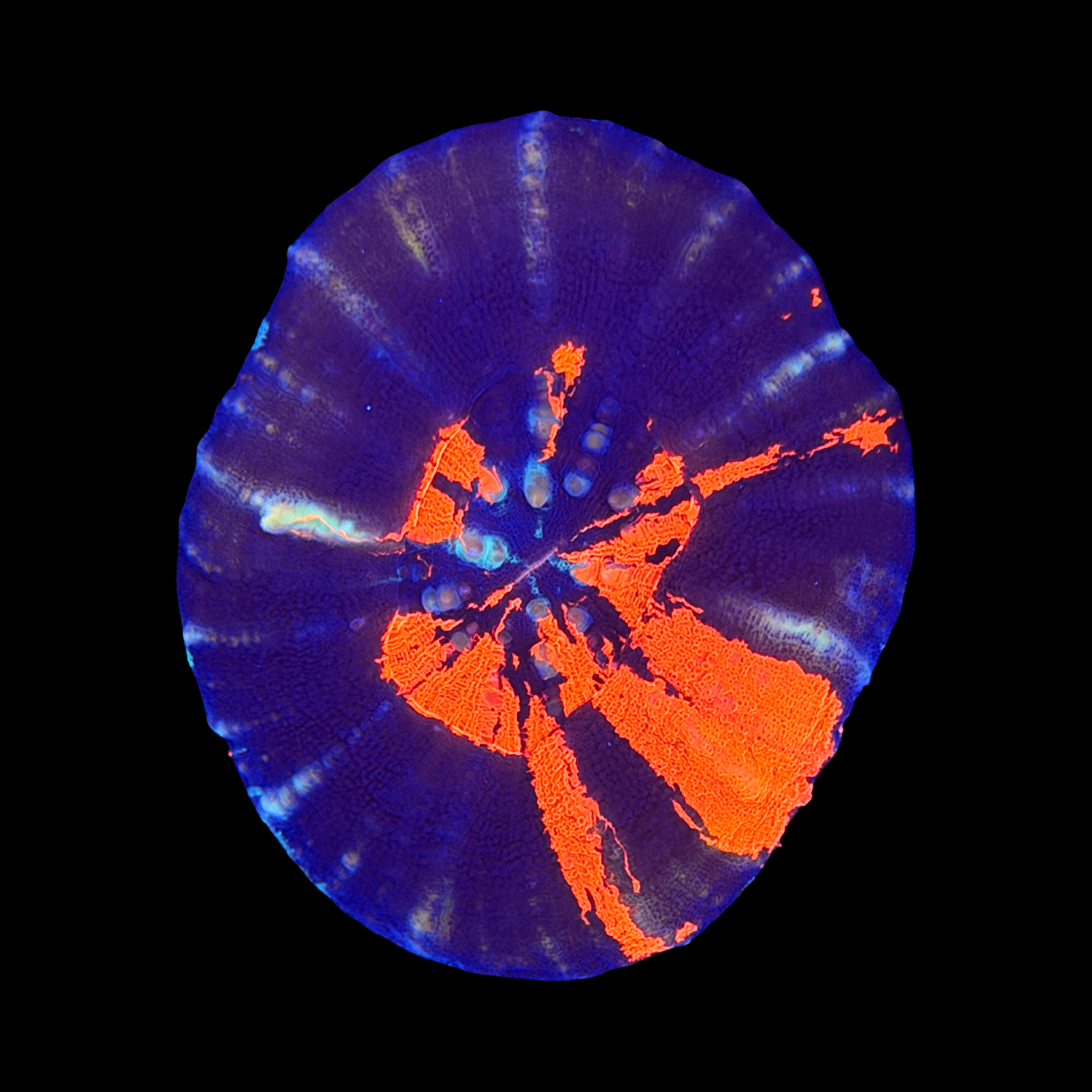 Ultra Aussie War Paint Scolymia Large