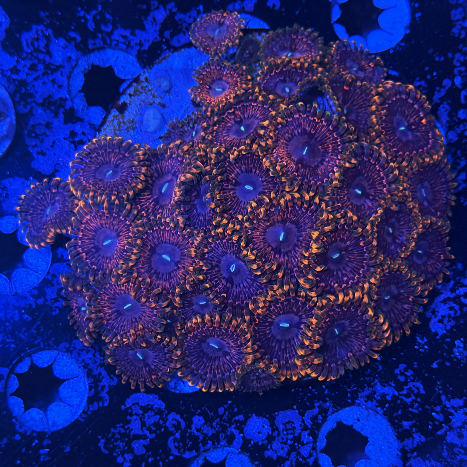 OcellarisFish Coral Pack