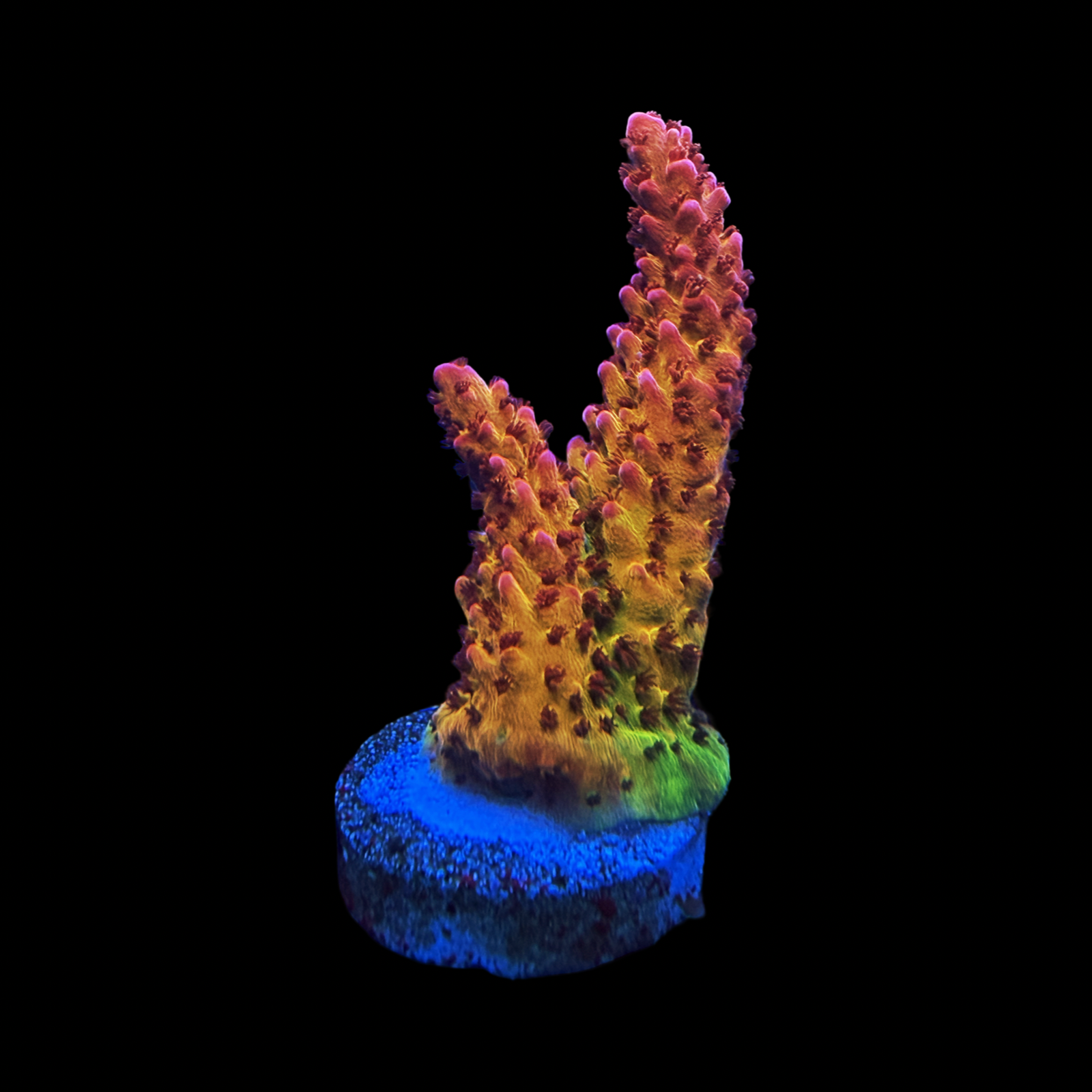 PC Rainbow XL