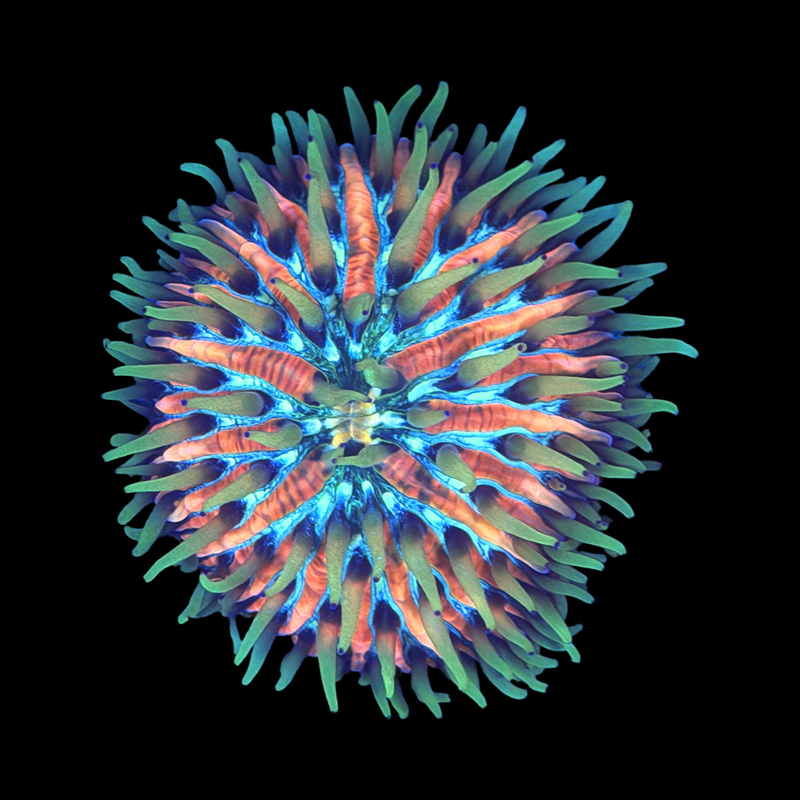 Stargazer Fungia