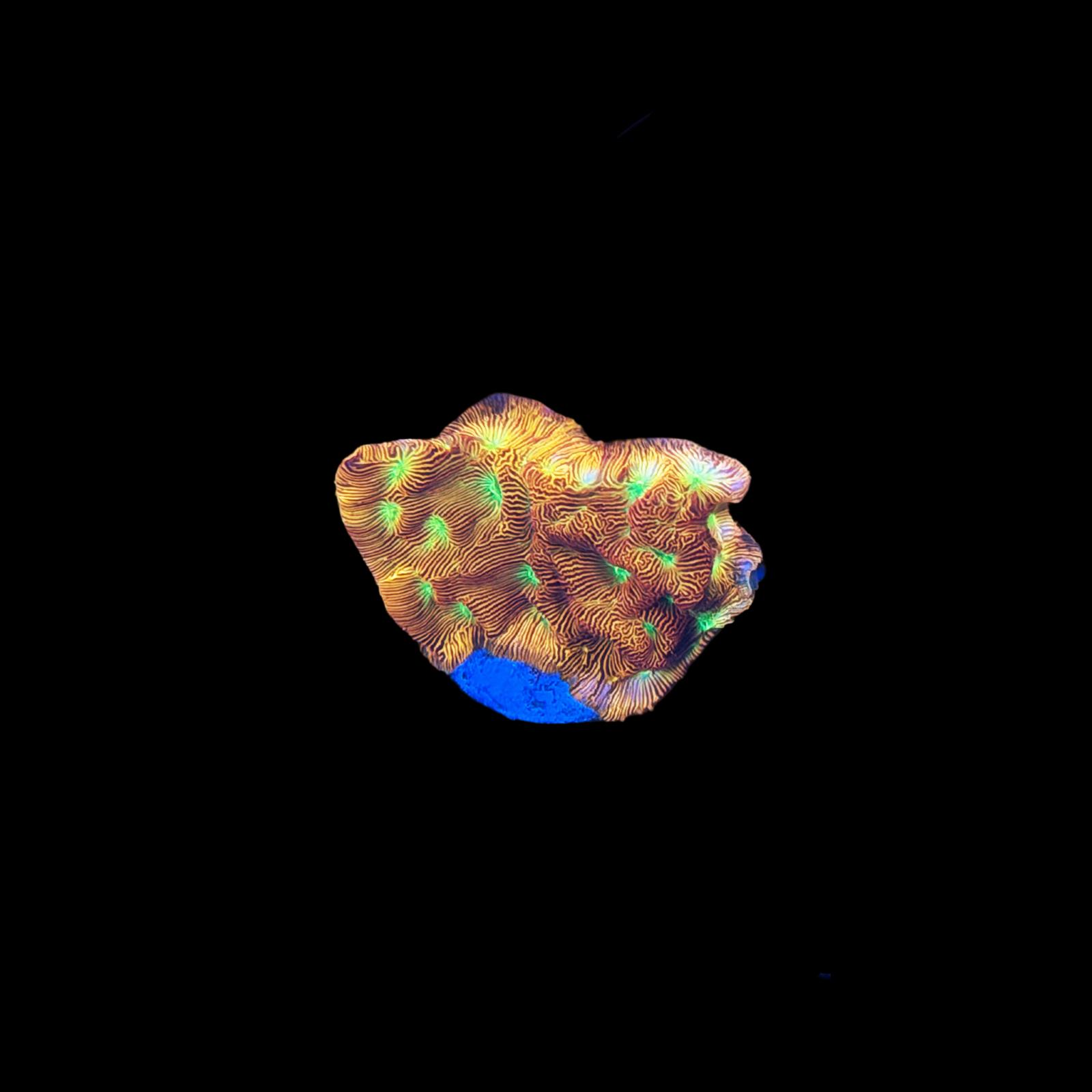 TD Ultra Leptoseris XL