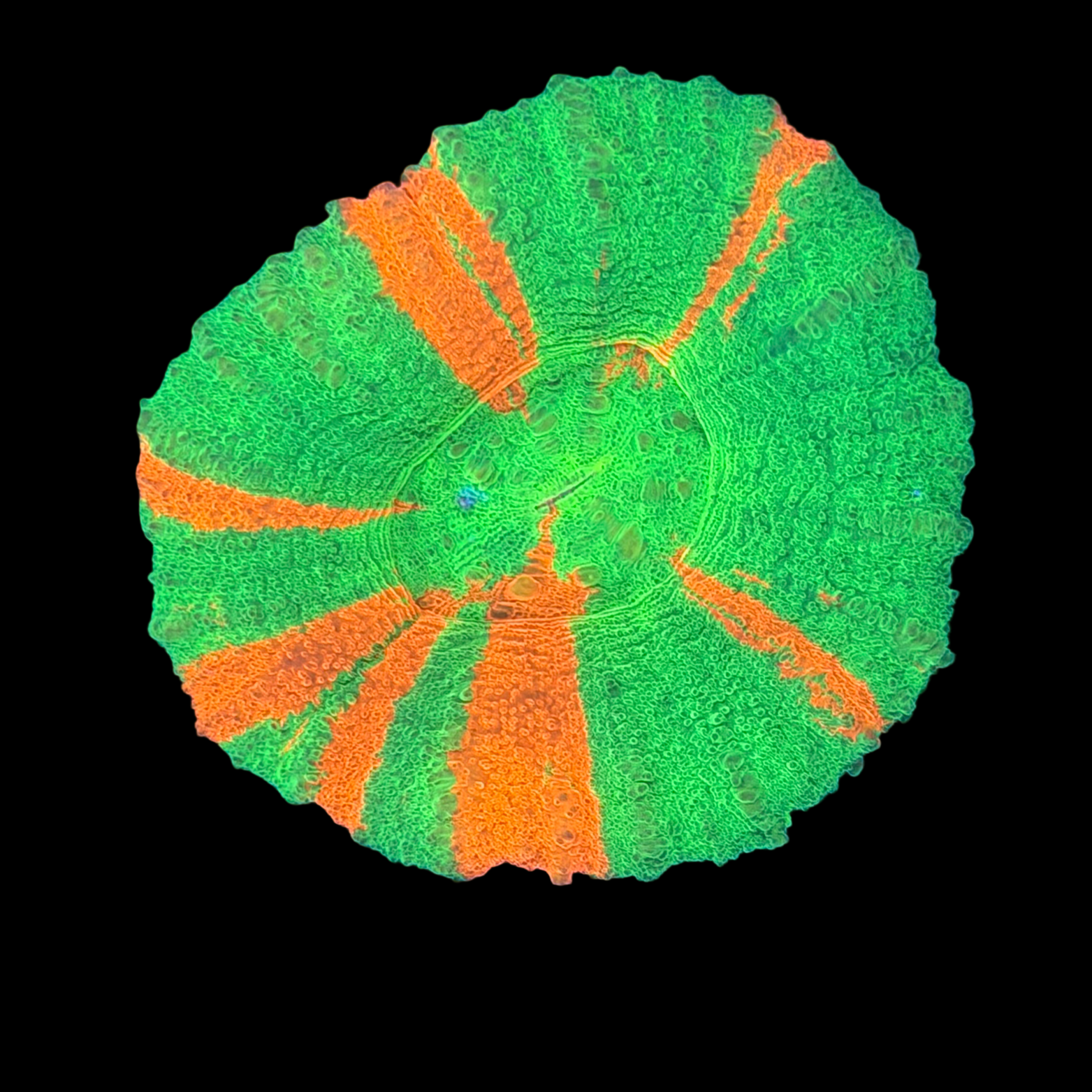 Ultra Aussie Bleeding Apple Scolymia