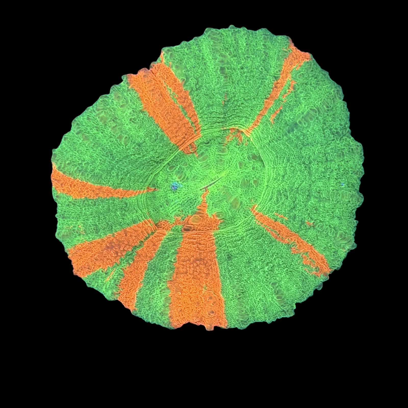 Ultra Aussie Bleeding Apple Scolymia