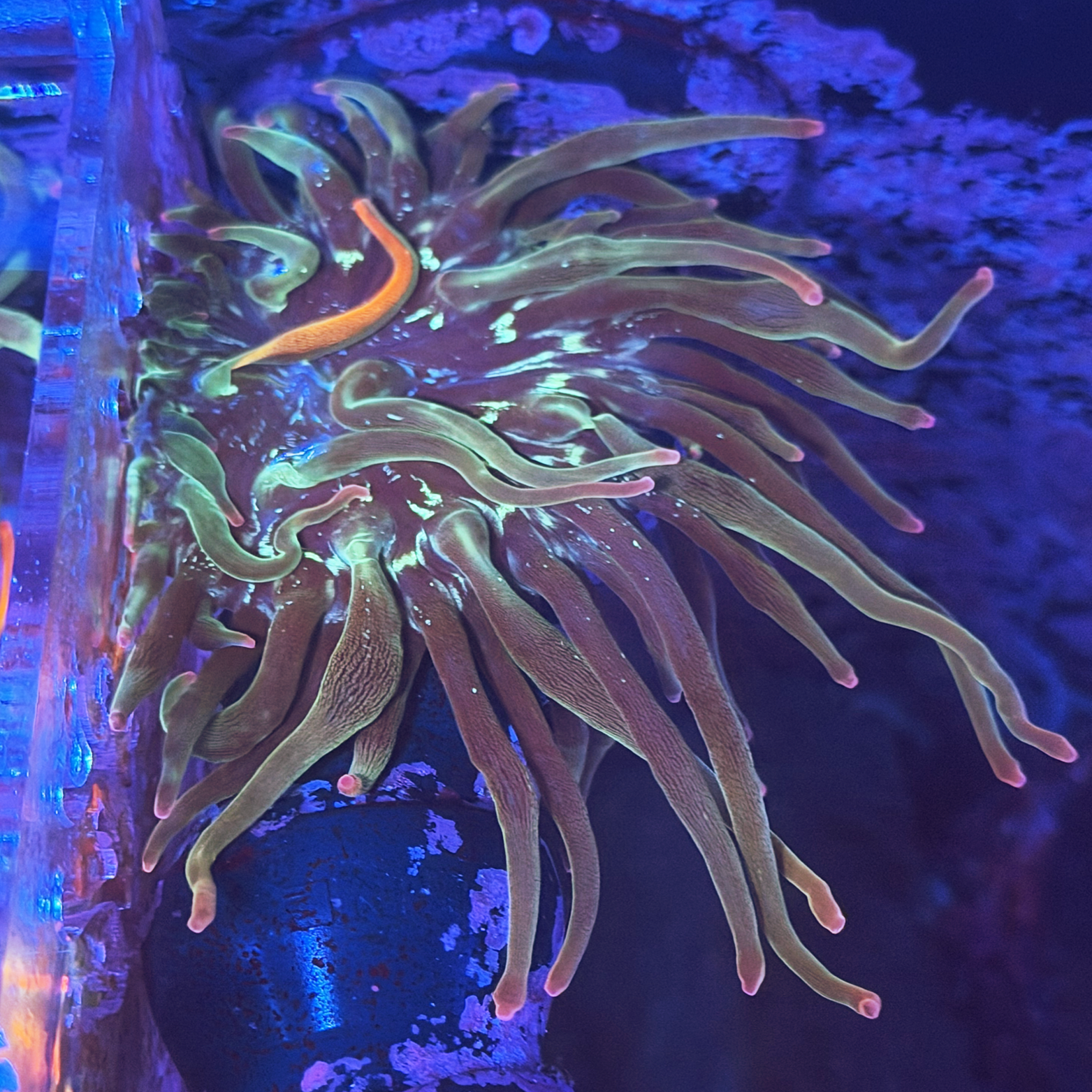 ECC Nexus Burst Bubble Tip Anemone