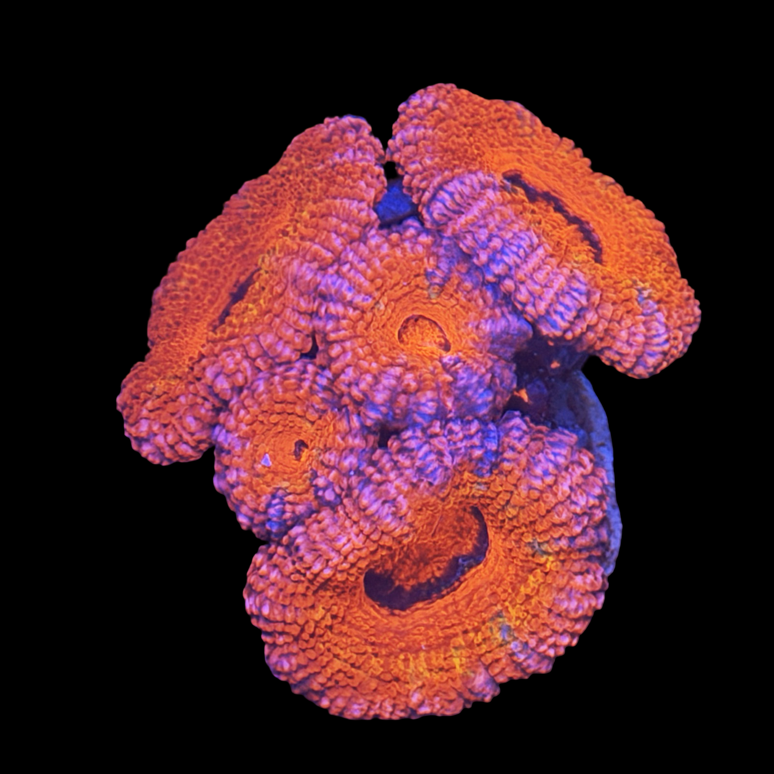 Rainbow acan