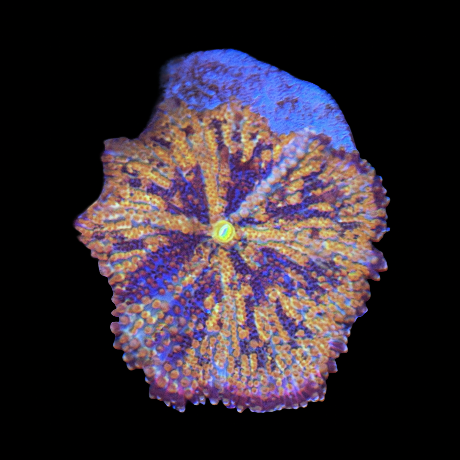 Ultra Rainbow Mushroom XL