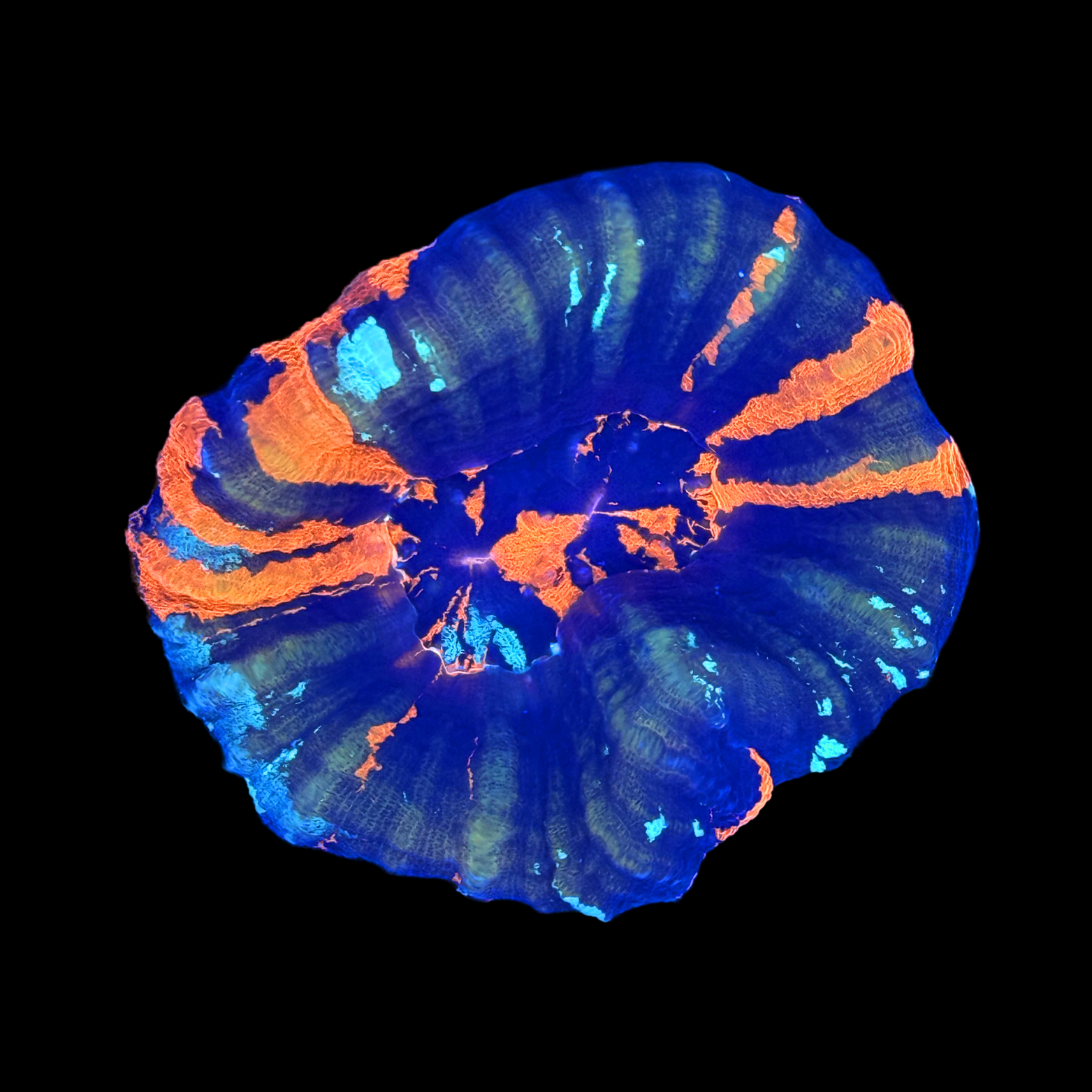 Aussie War Paint Scolymia Large