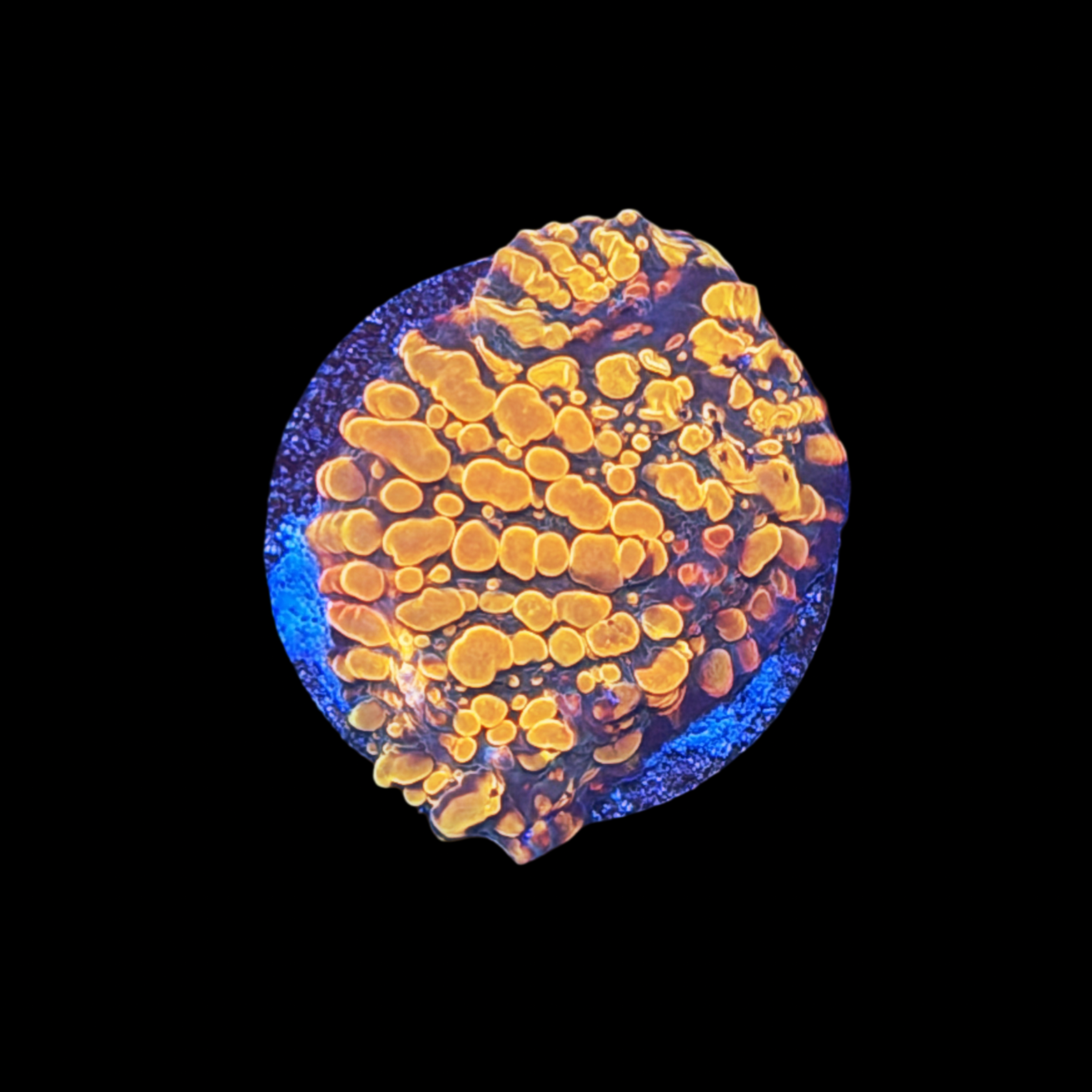 CC Cloudberry Chalice