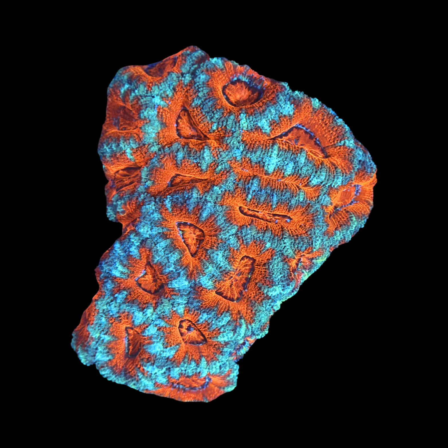 Acan Colony