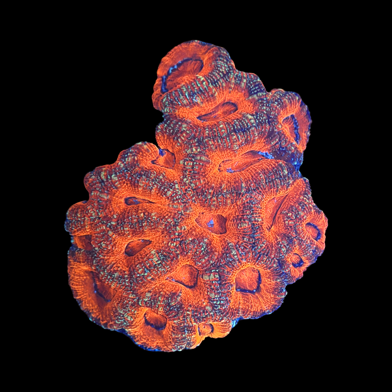 Acan Colony