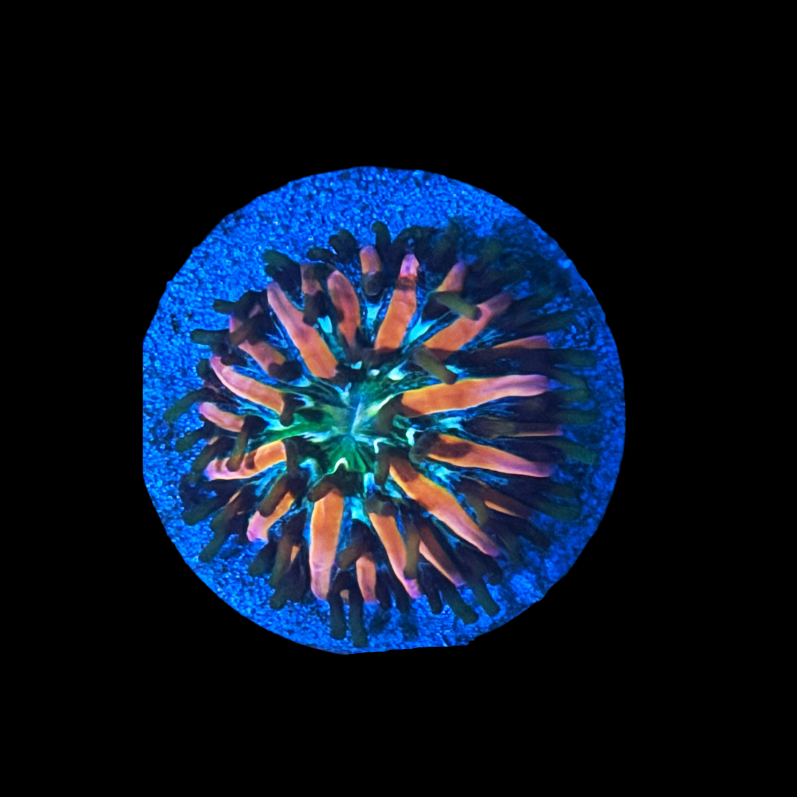 Stargazer Fungia large plug