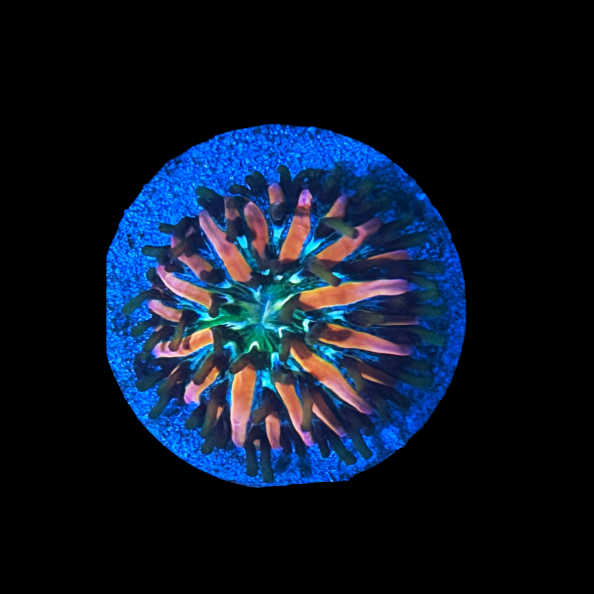 Stargazer Fungia large plug