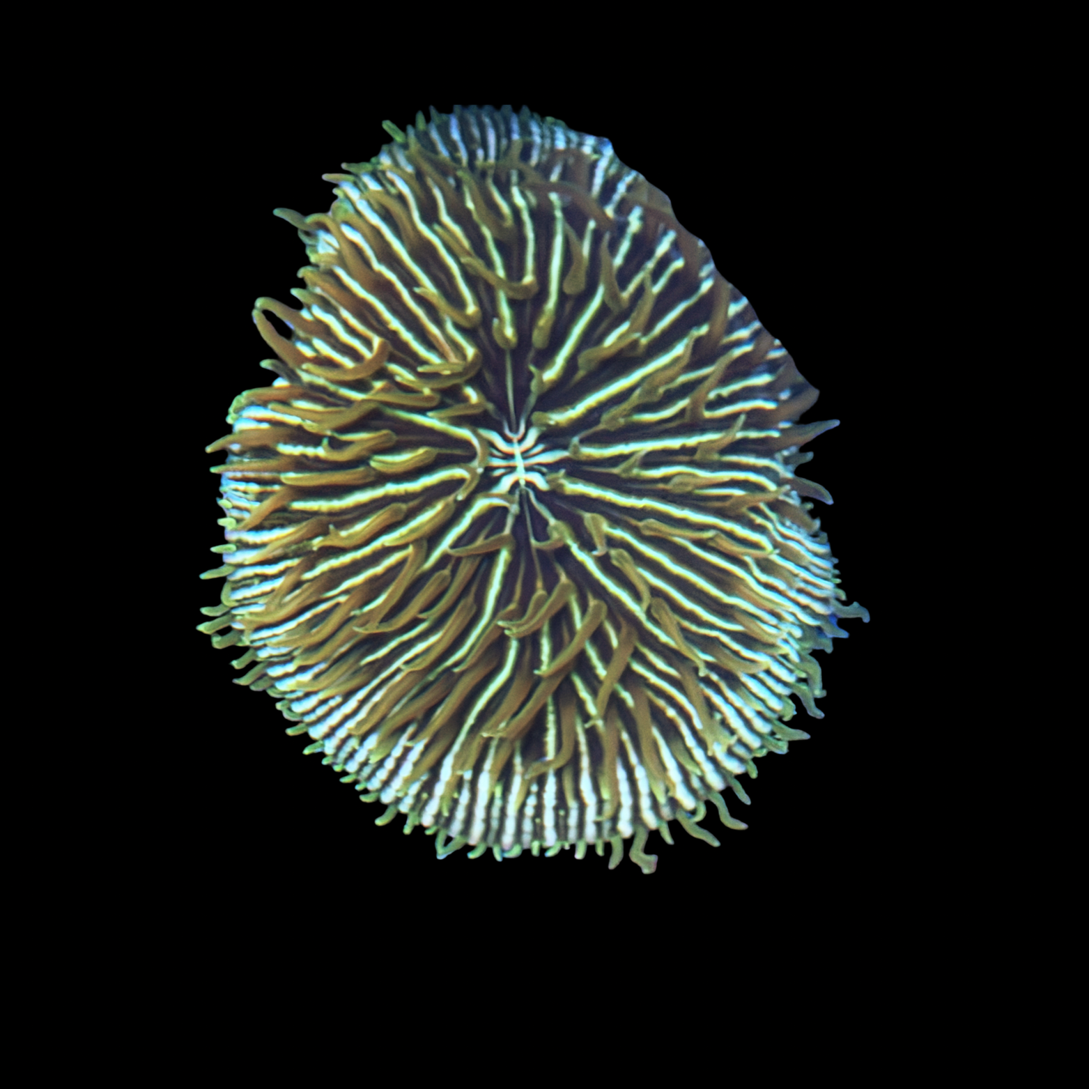 Aussie Fungia XL