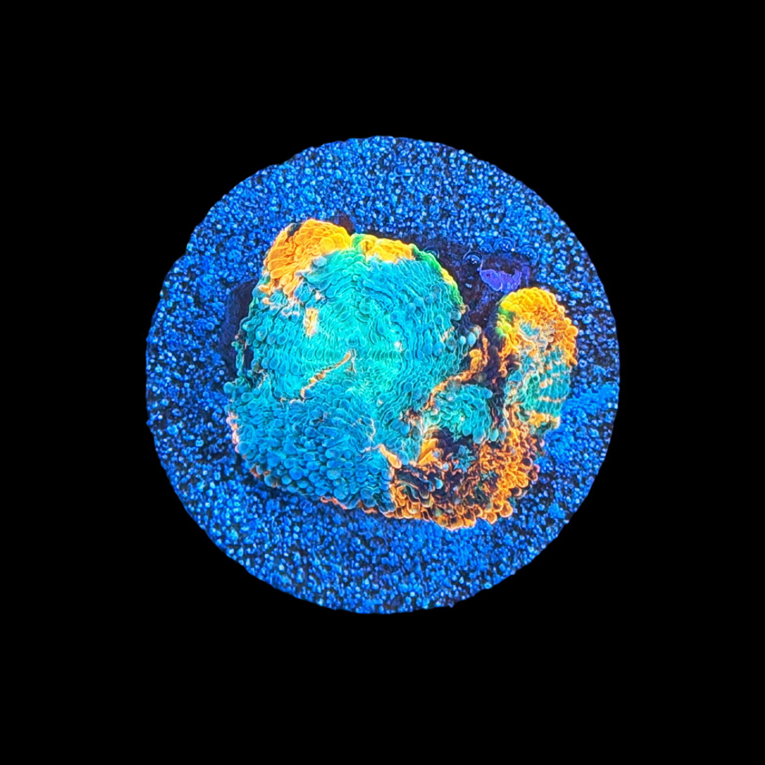 ECC Glow Light Acan Echinata large plug