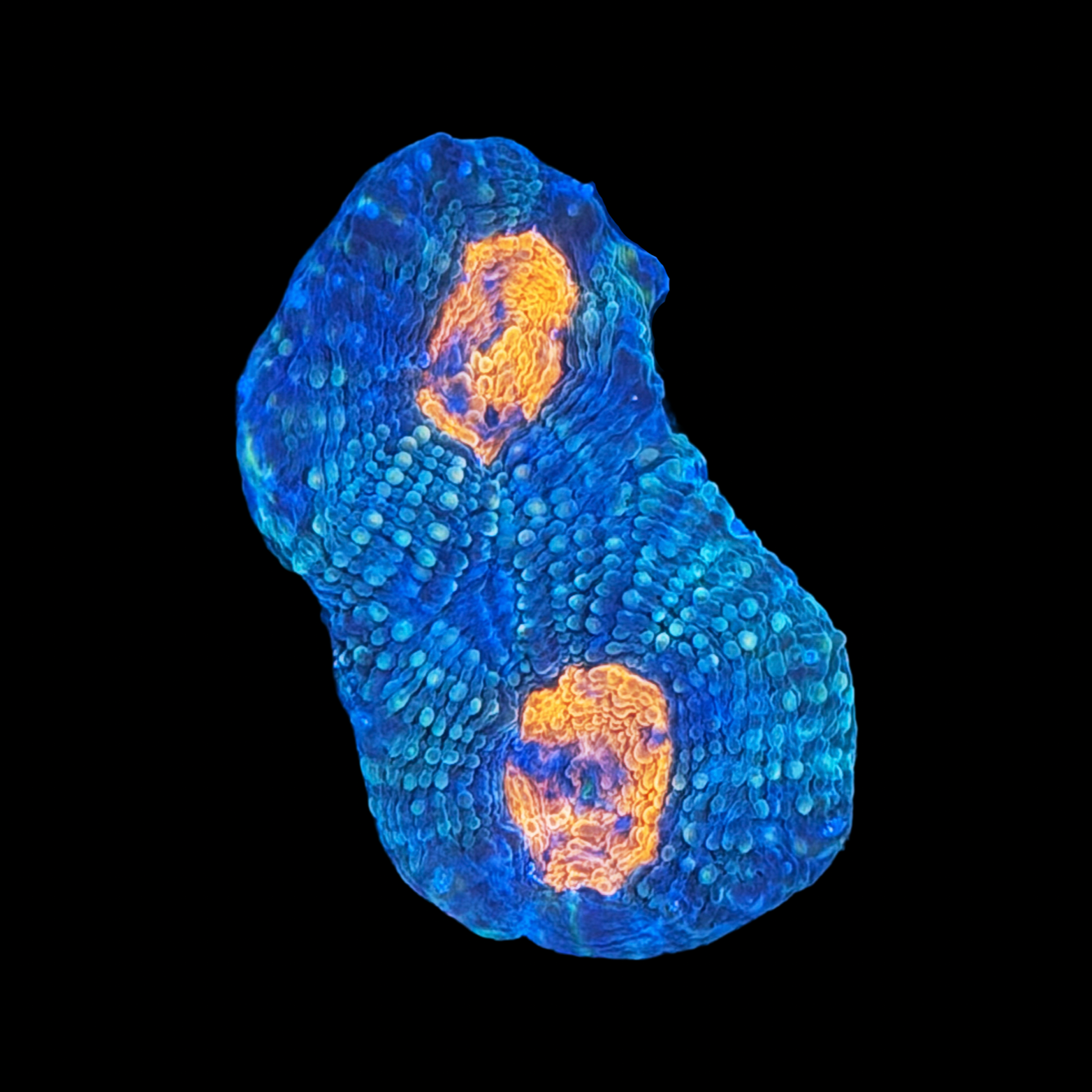Peach Acan Echinata