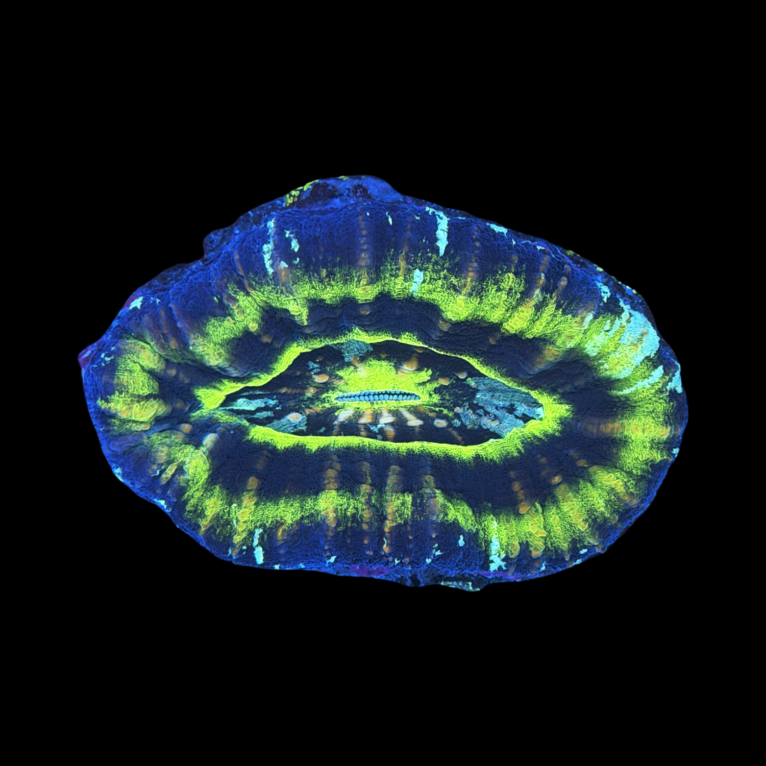 Ultra Aussie UFO Scolymia