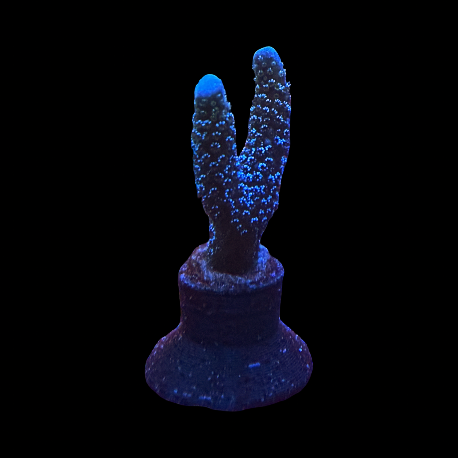 German Blue Digi