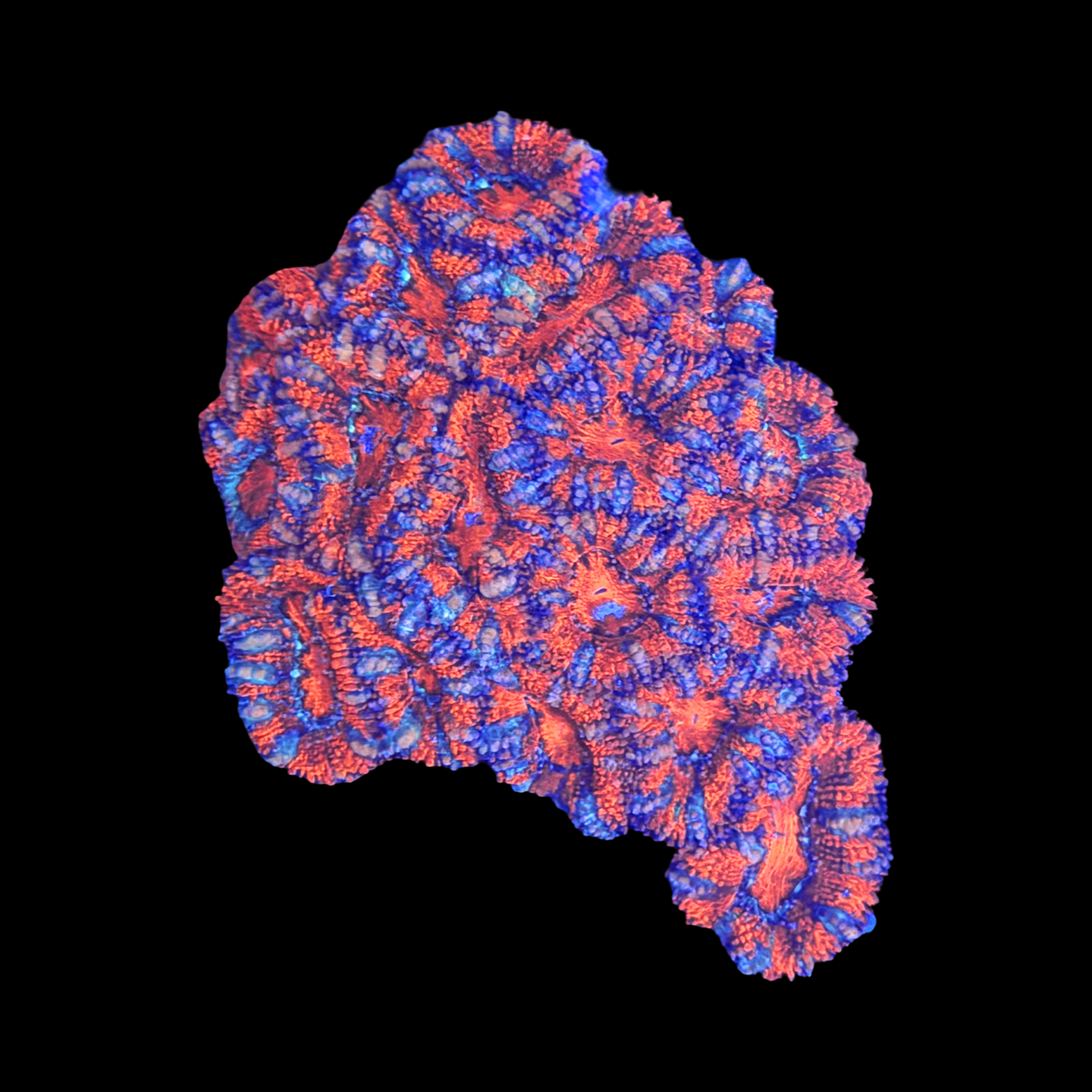 Rainbow Acan Colony