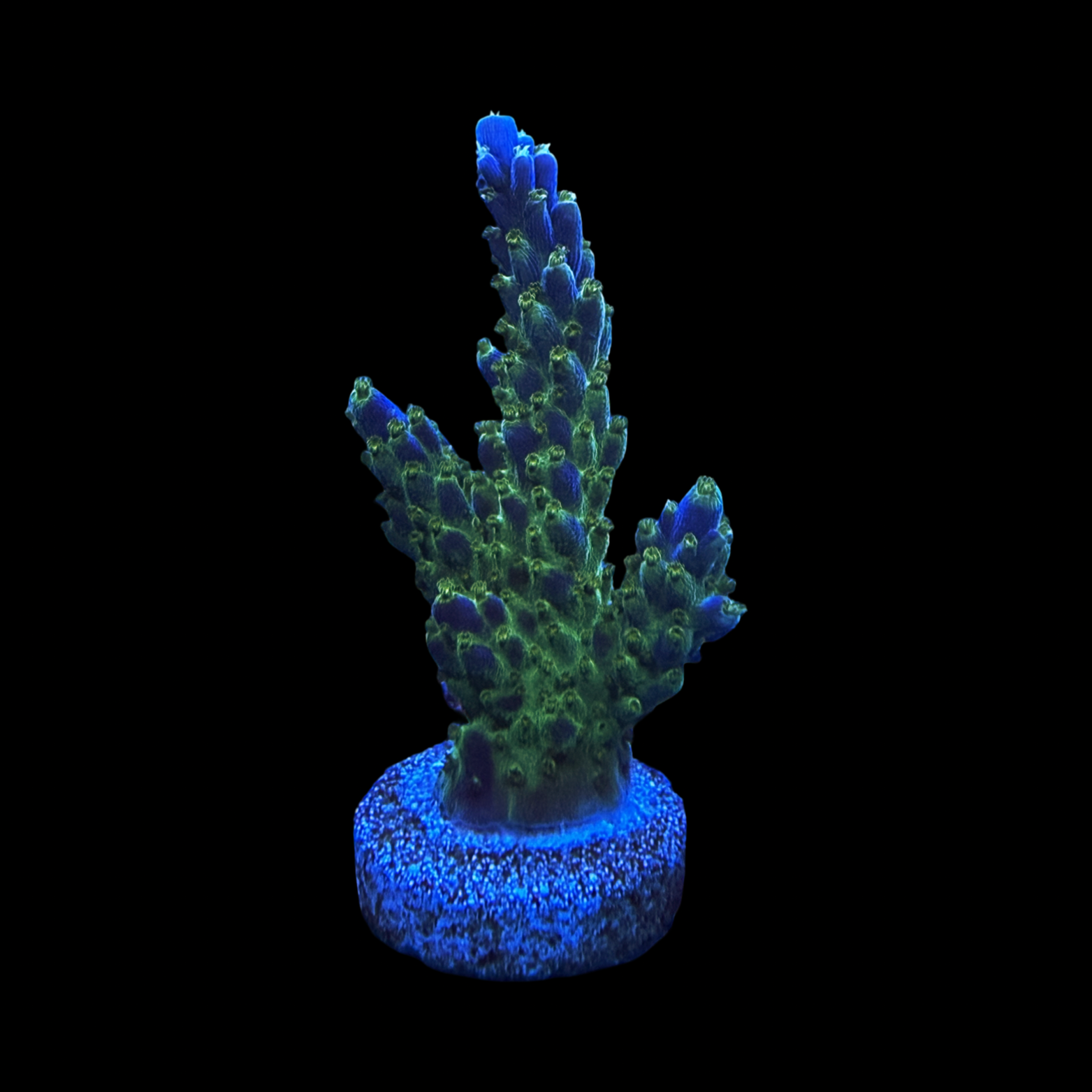 Tricolor Valida XL