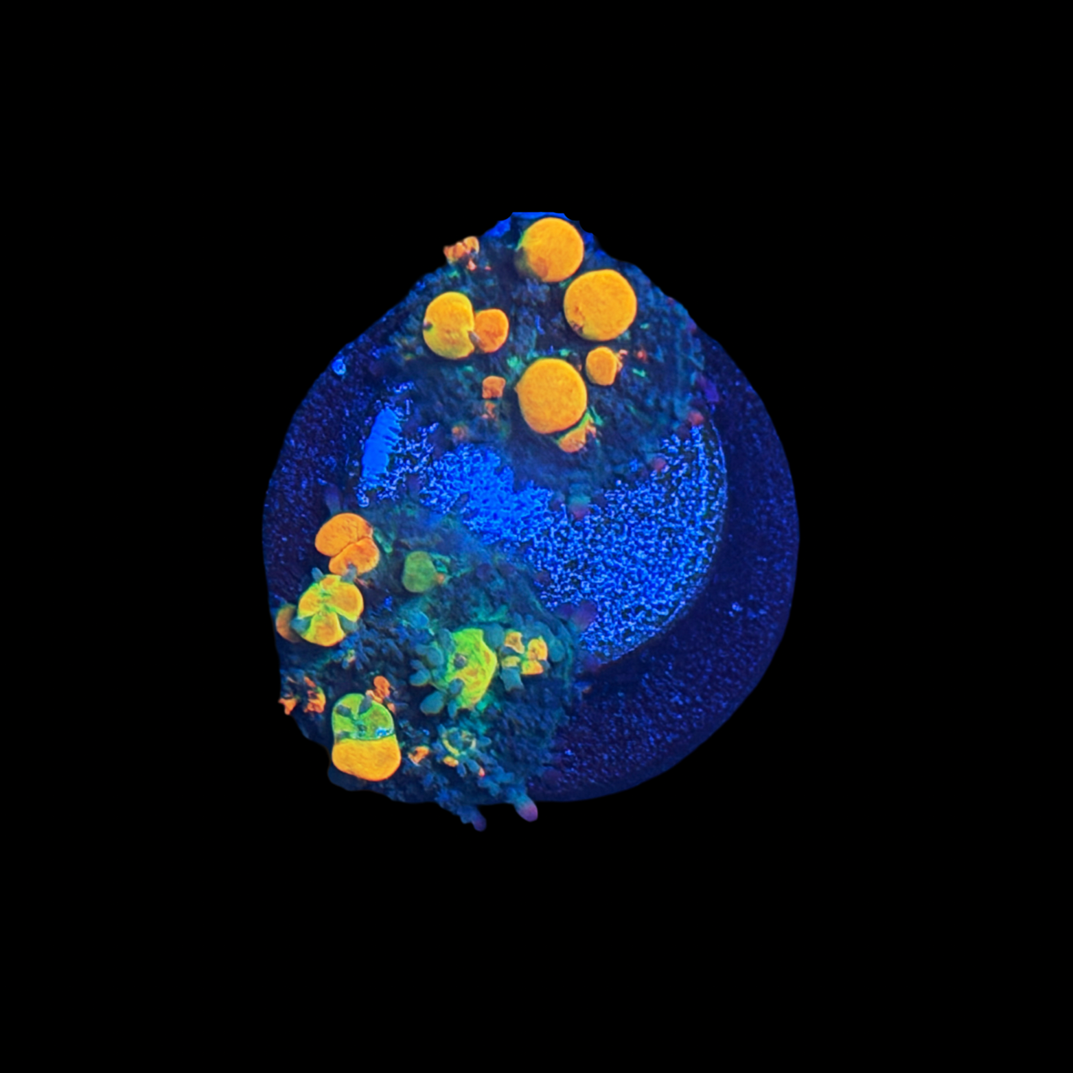 OG Bounce Mushrooms