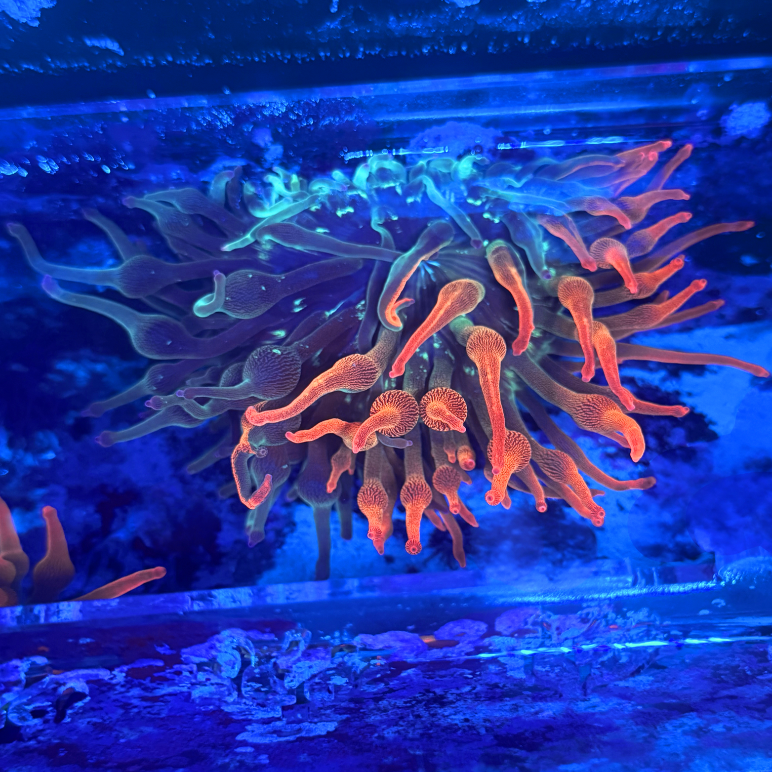 ECC Nexus Burst Bubble Tip Anemone