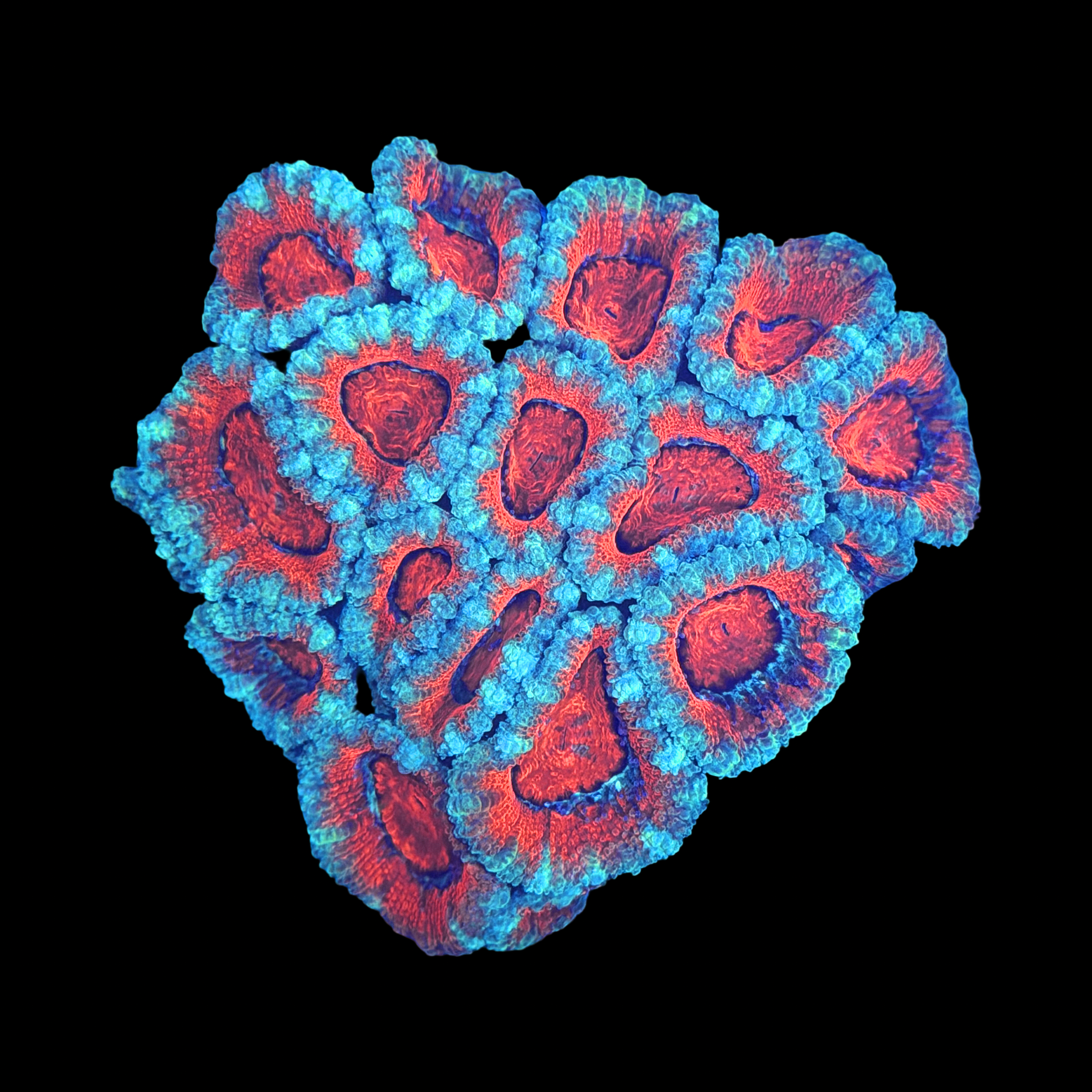 Fire and Ice Acan Colony