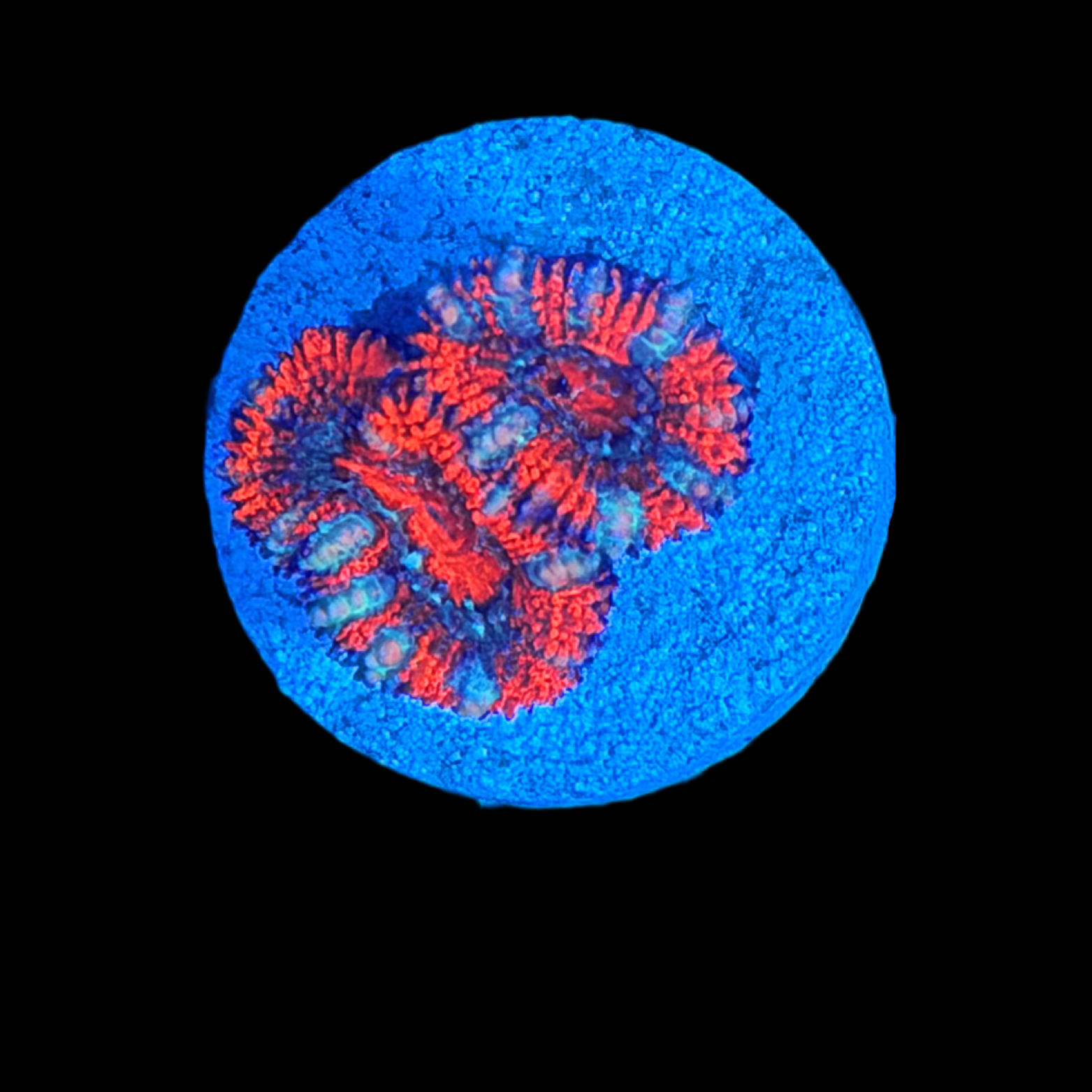 Candy Cane Acan