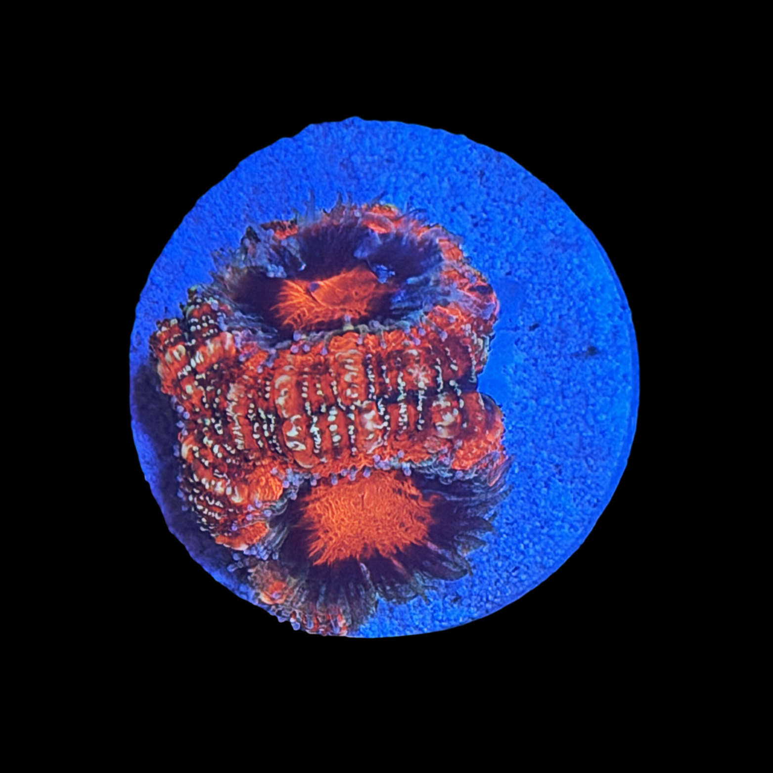 Lava Flow Acan large plug