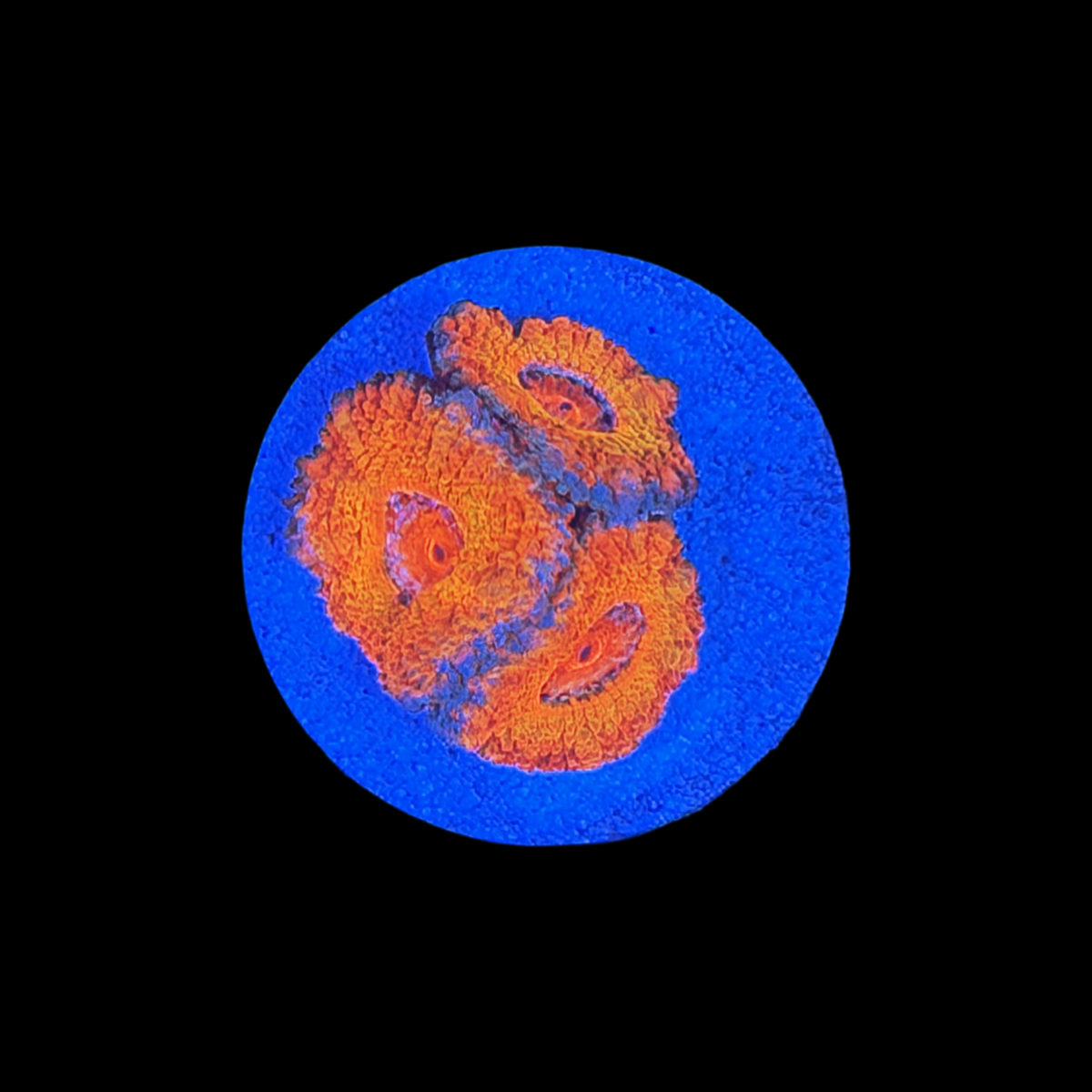Orange Inferno Acan large plug