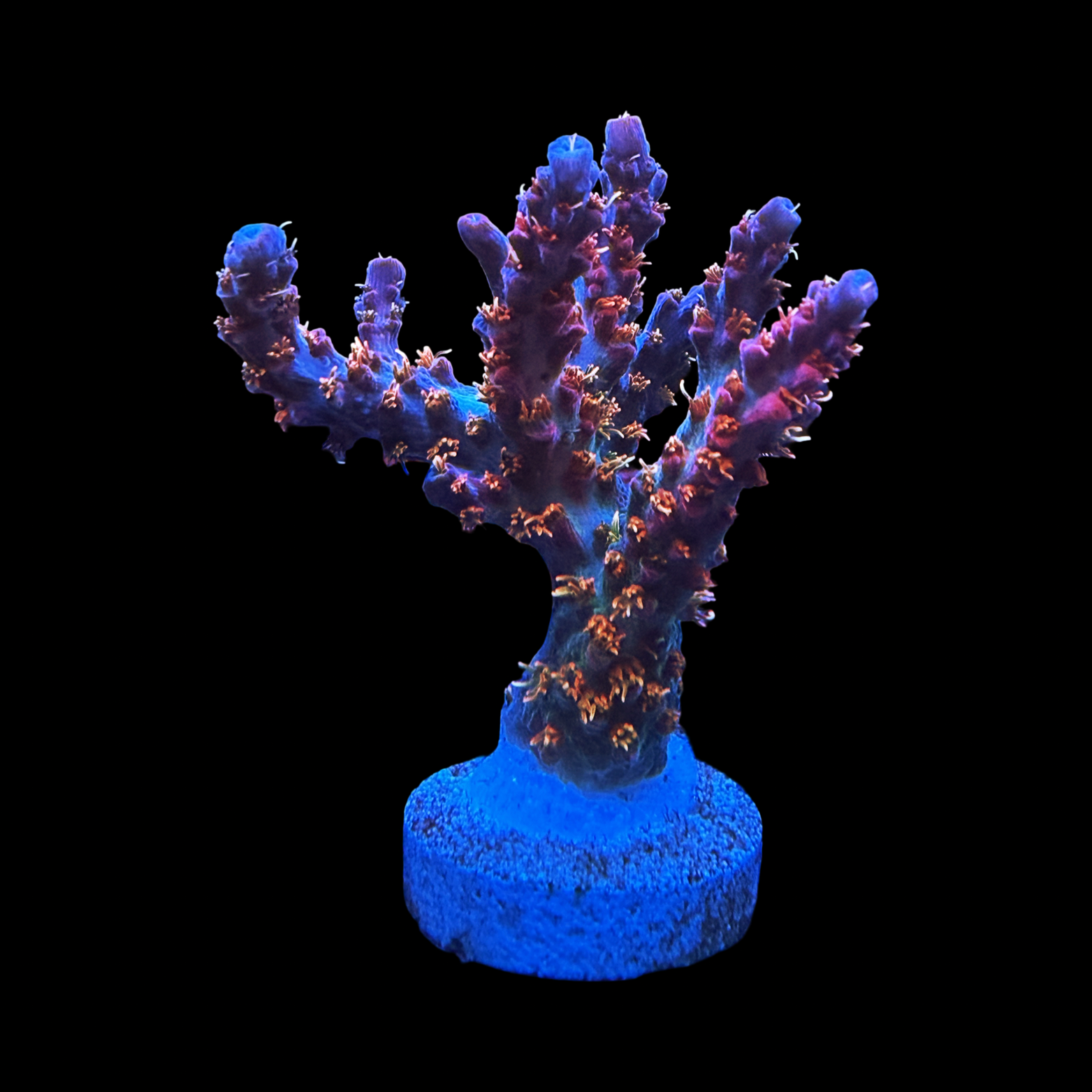 Vivid Confetti XL
