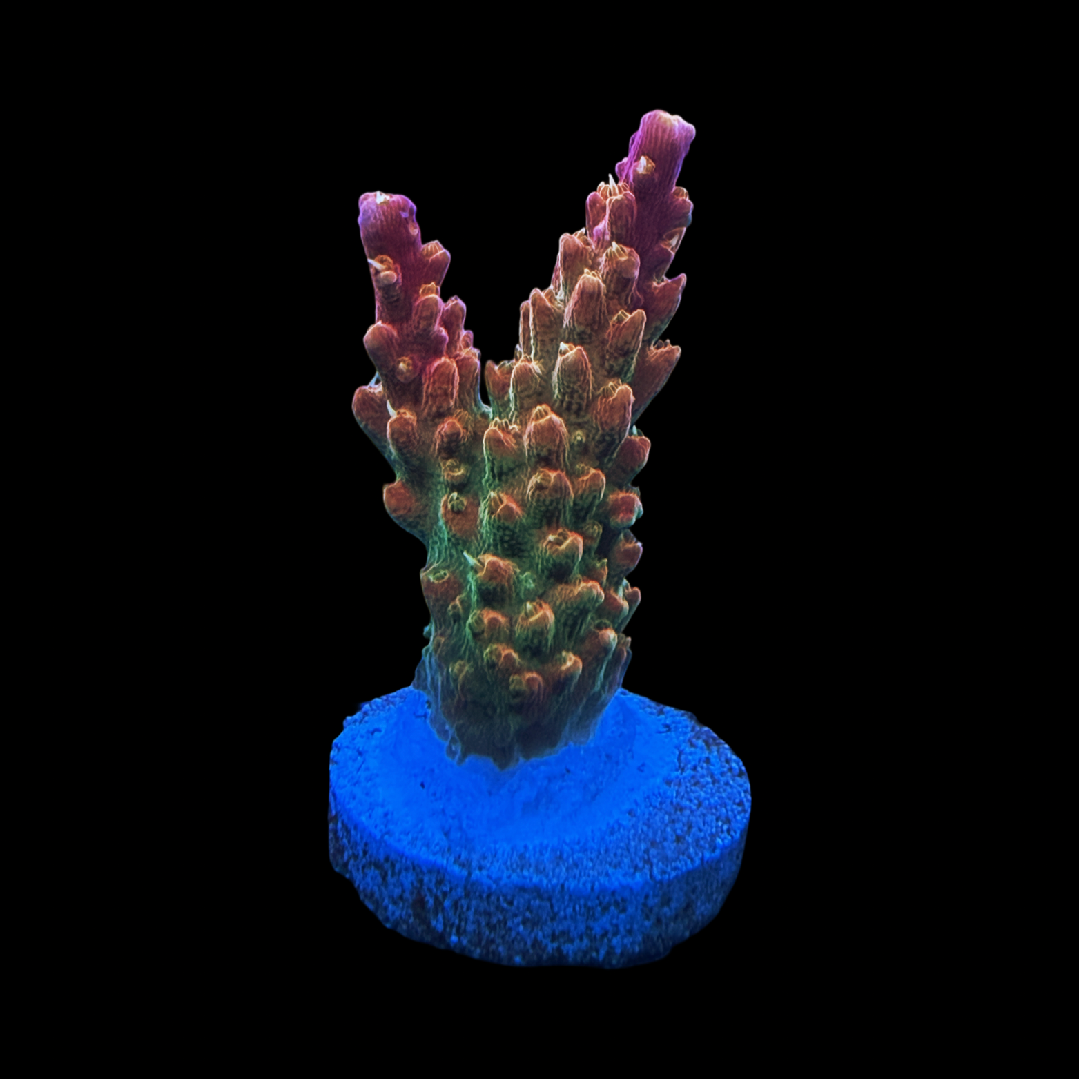 TCK Rainbow Stag