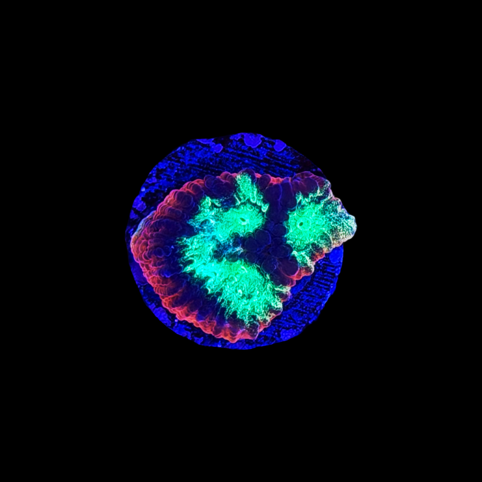 Rainbow Rim Favia