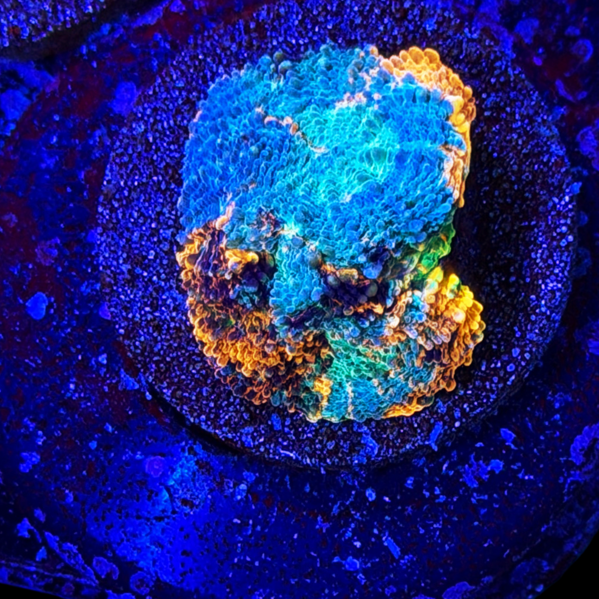 ECC Glow Light Acan Echinata large plug