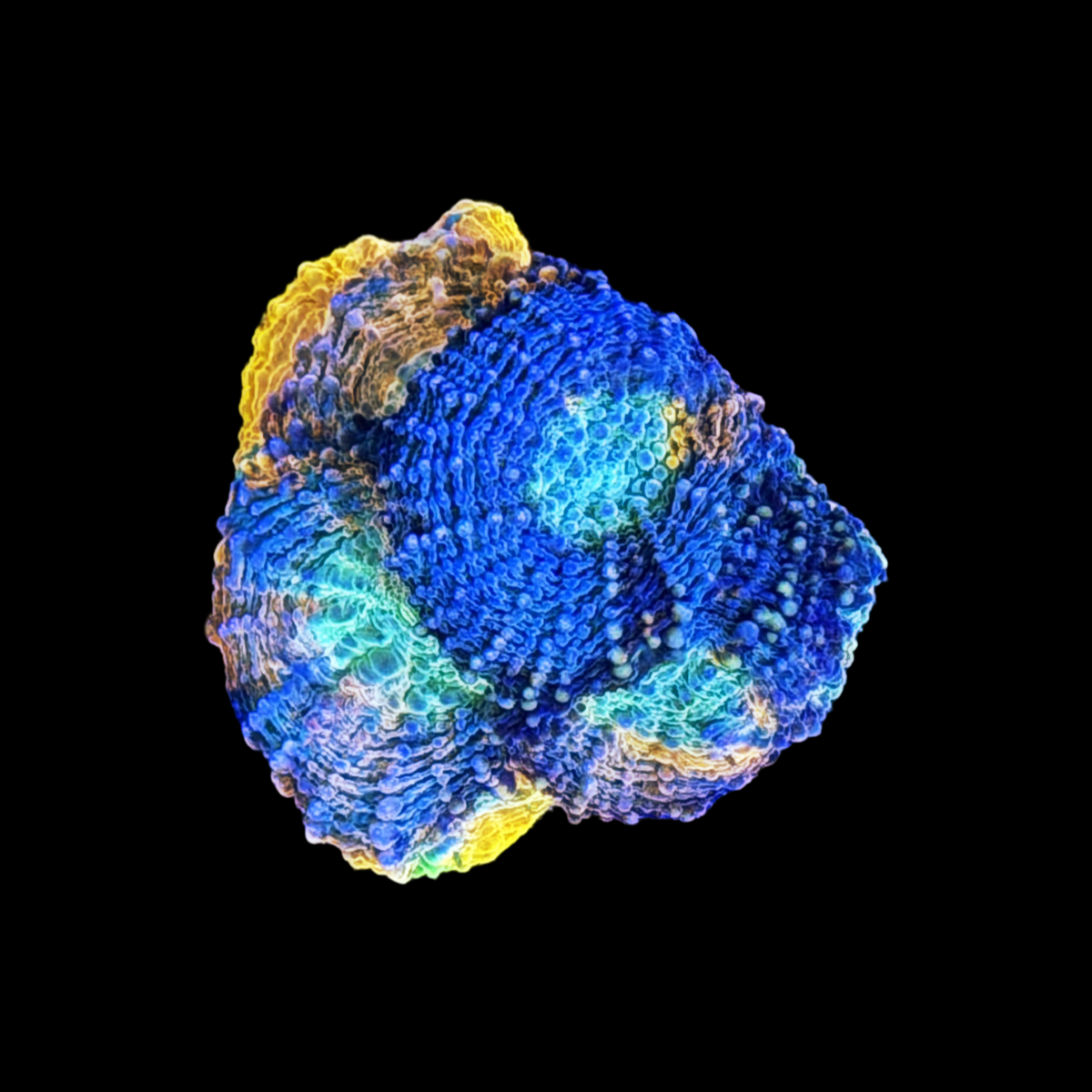 ECC Laffy Taffy Acan Echinata large plug