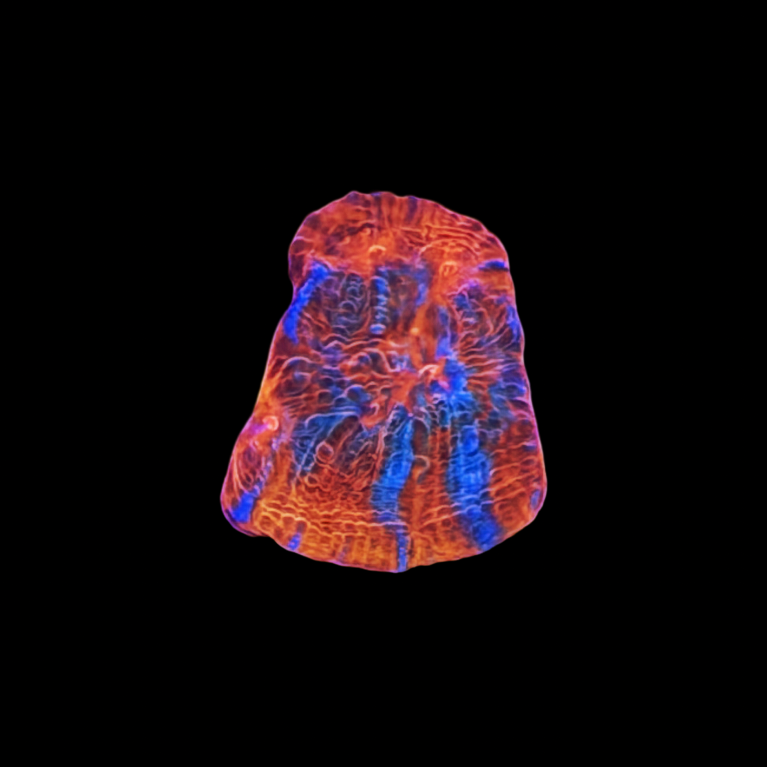 ECC Aphrodite Chalice