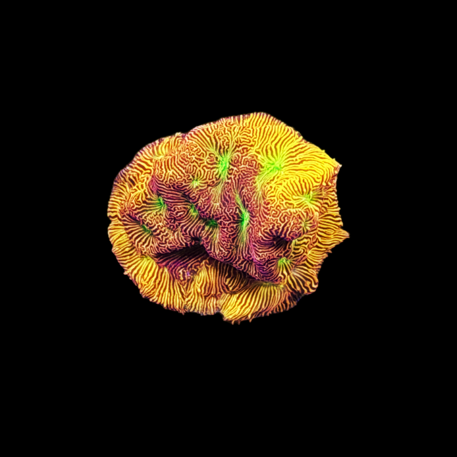 TD Ultra Leptoseris