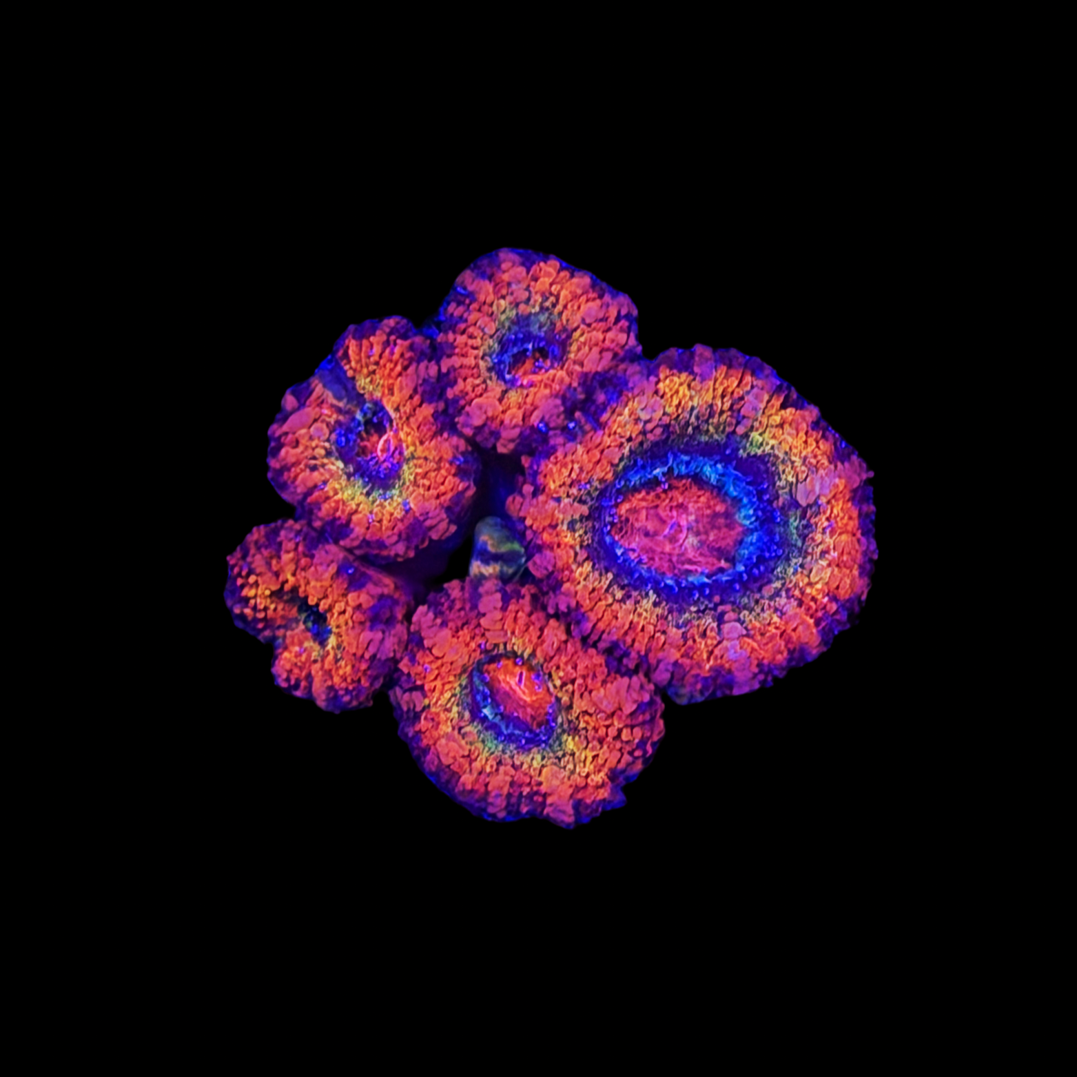 Coral Pack